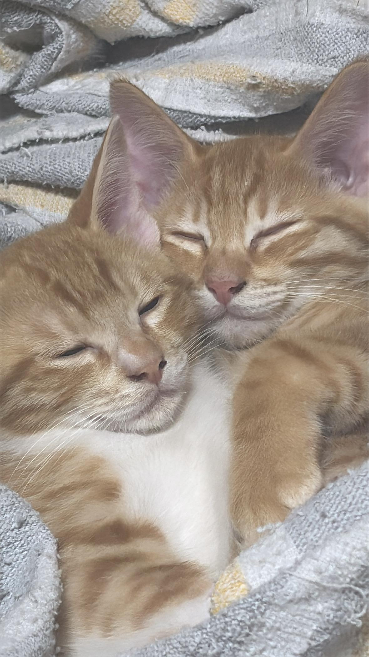動物画像2