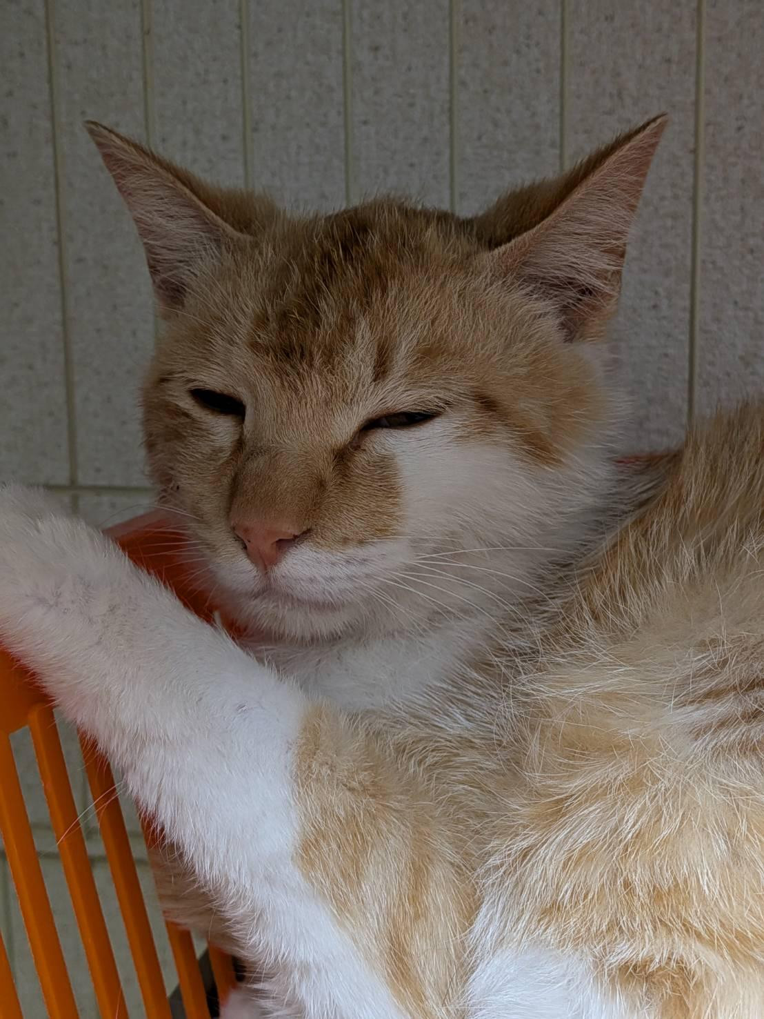 動物画像2