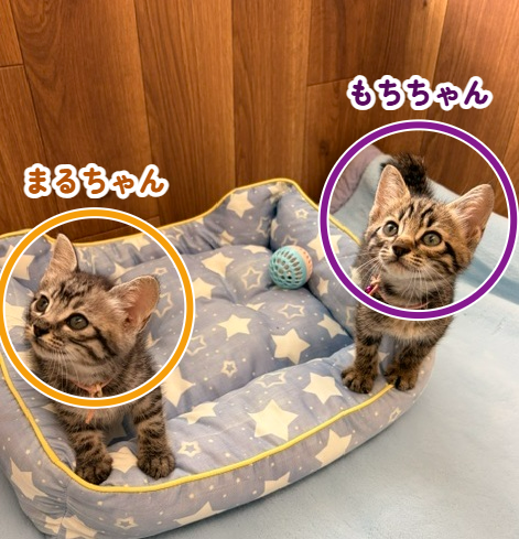 動物画像3