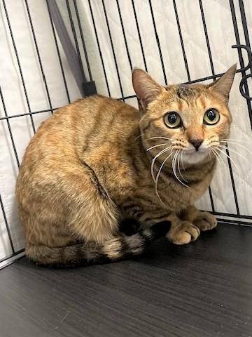 茶色多めの珍しい...