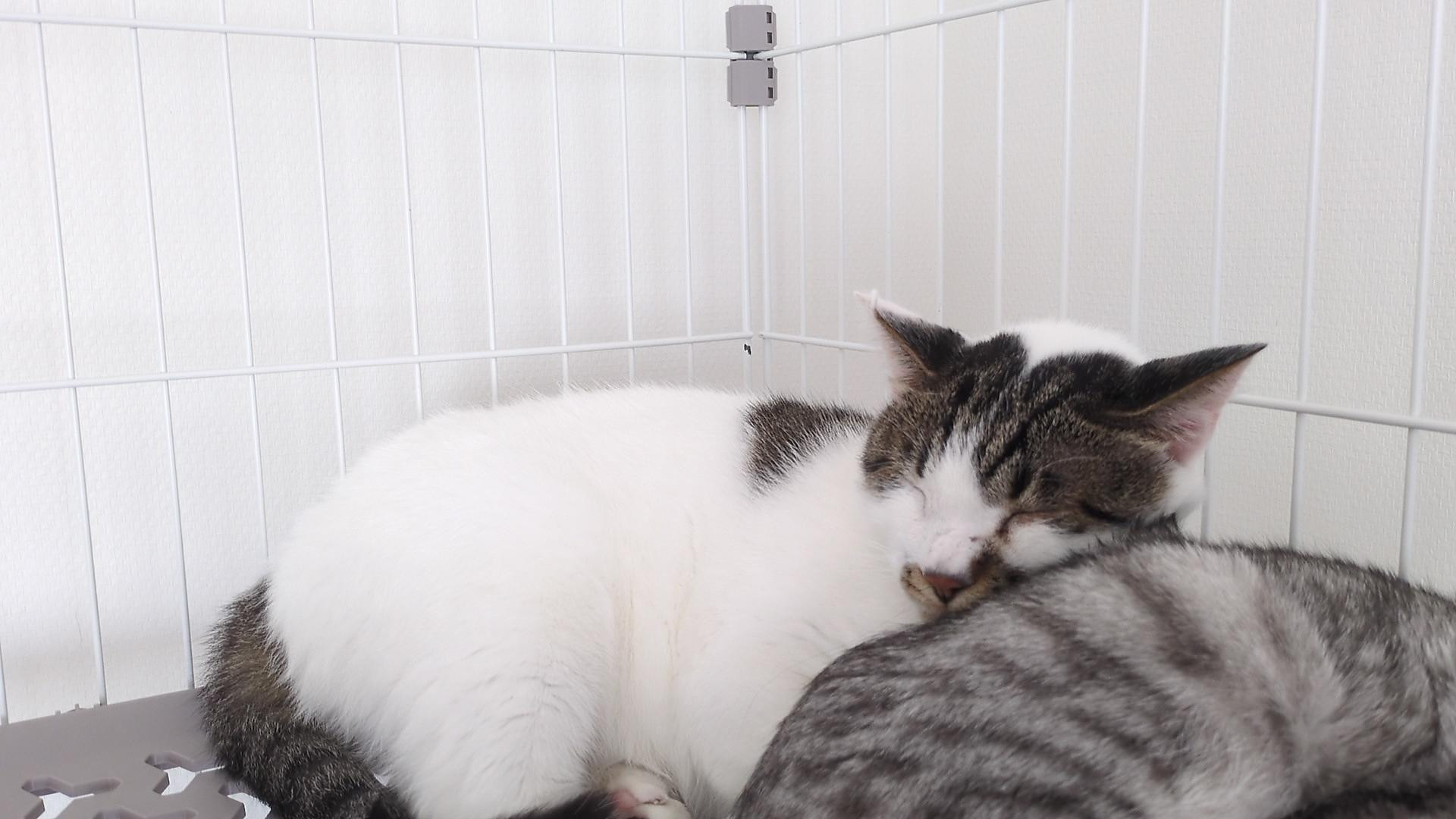 保護猫なのに、穏...