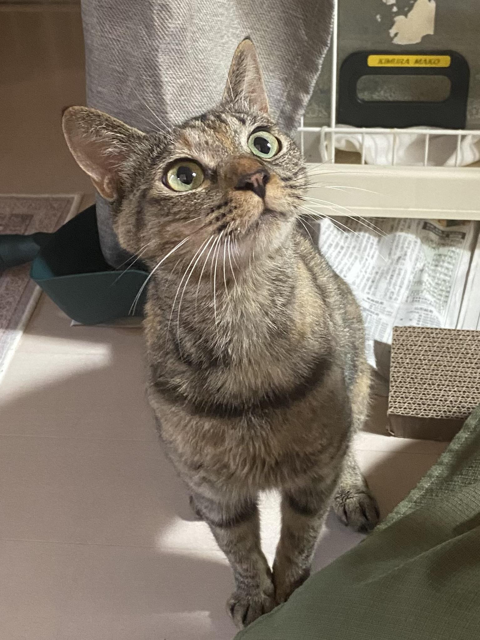 屋根裏で子猫を産...