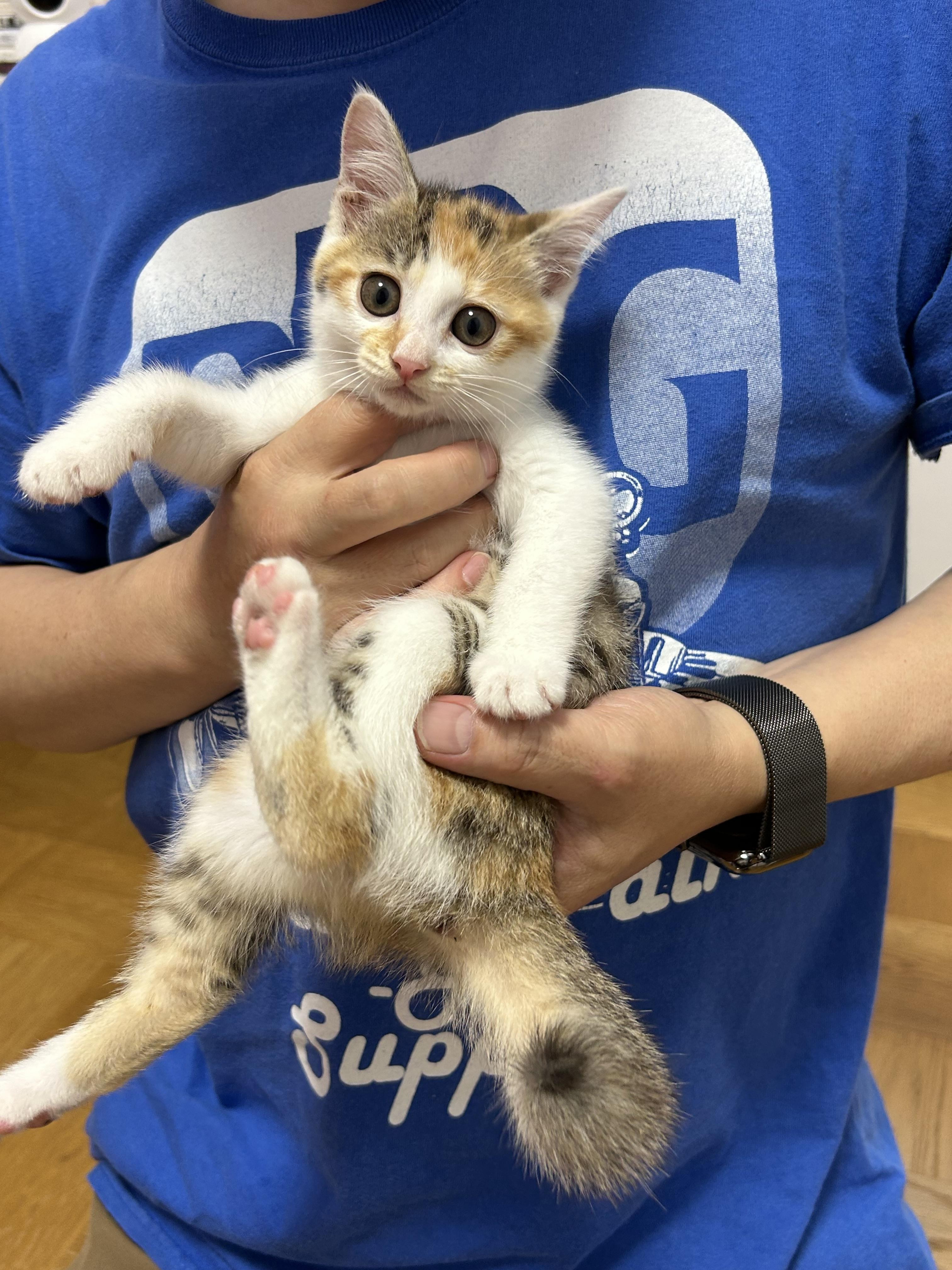 わんにゃんリスト