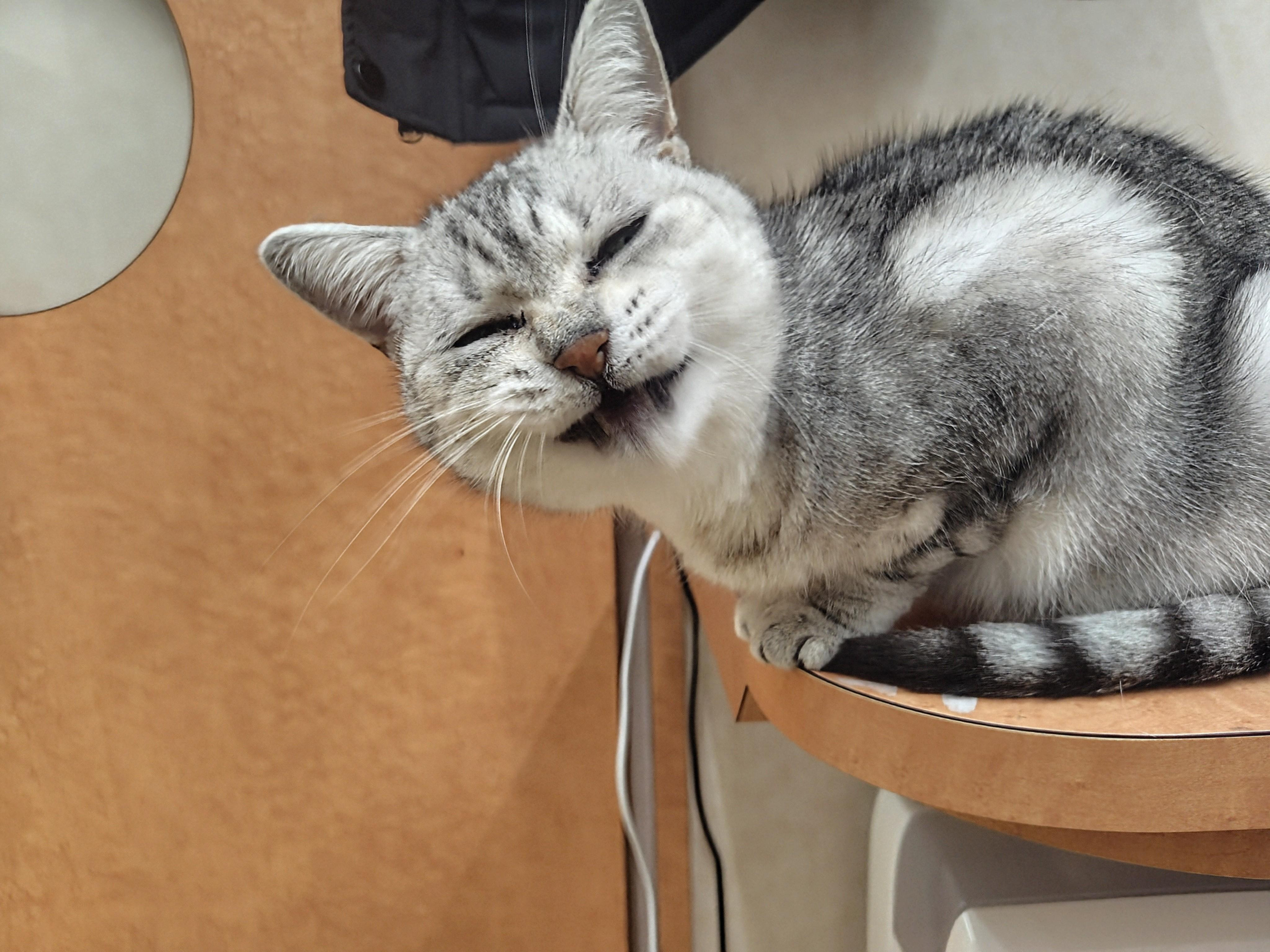 動物画像3
