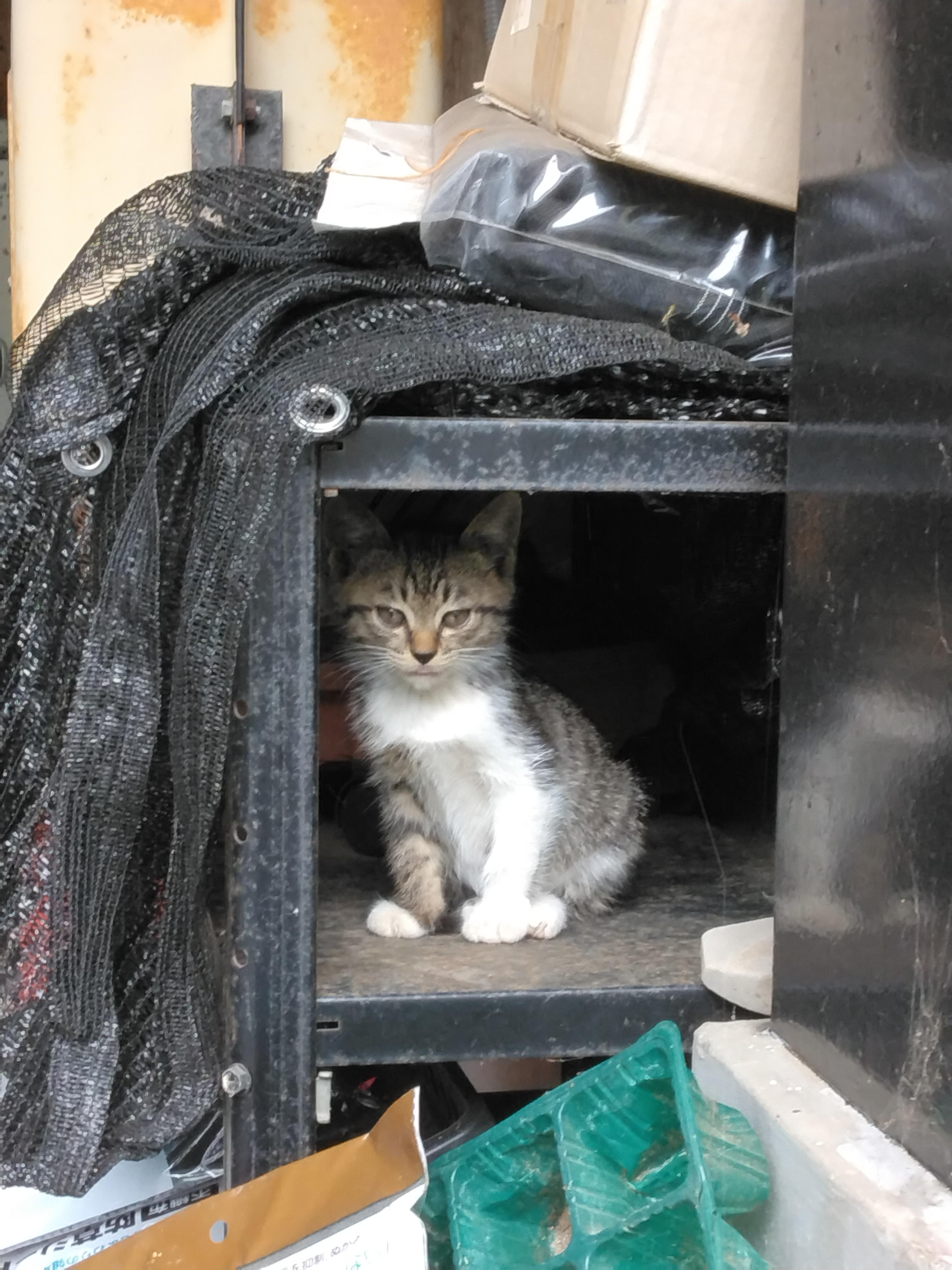 野良の母猫に置い...