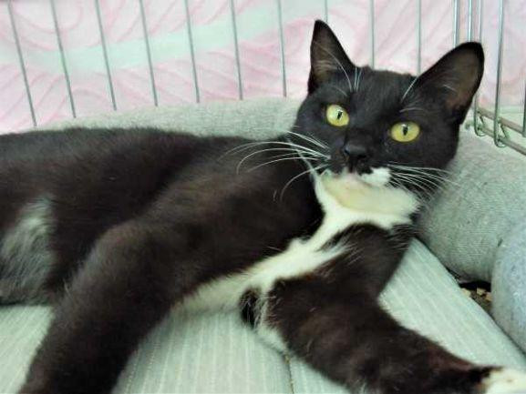 動物画像2