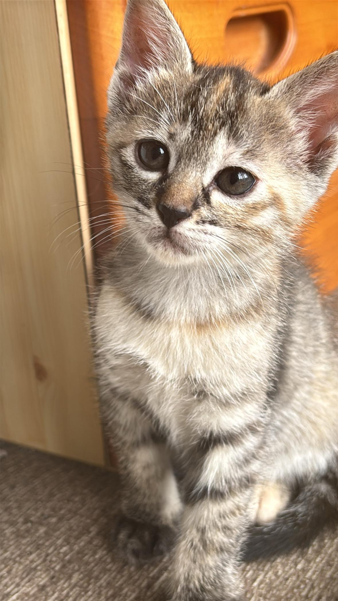 動物画像2