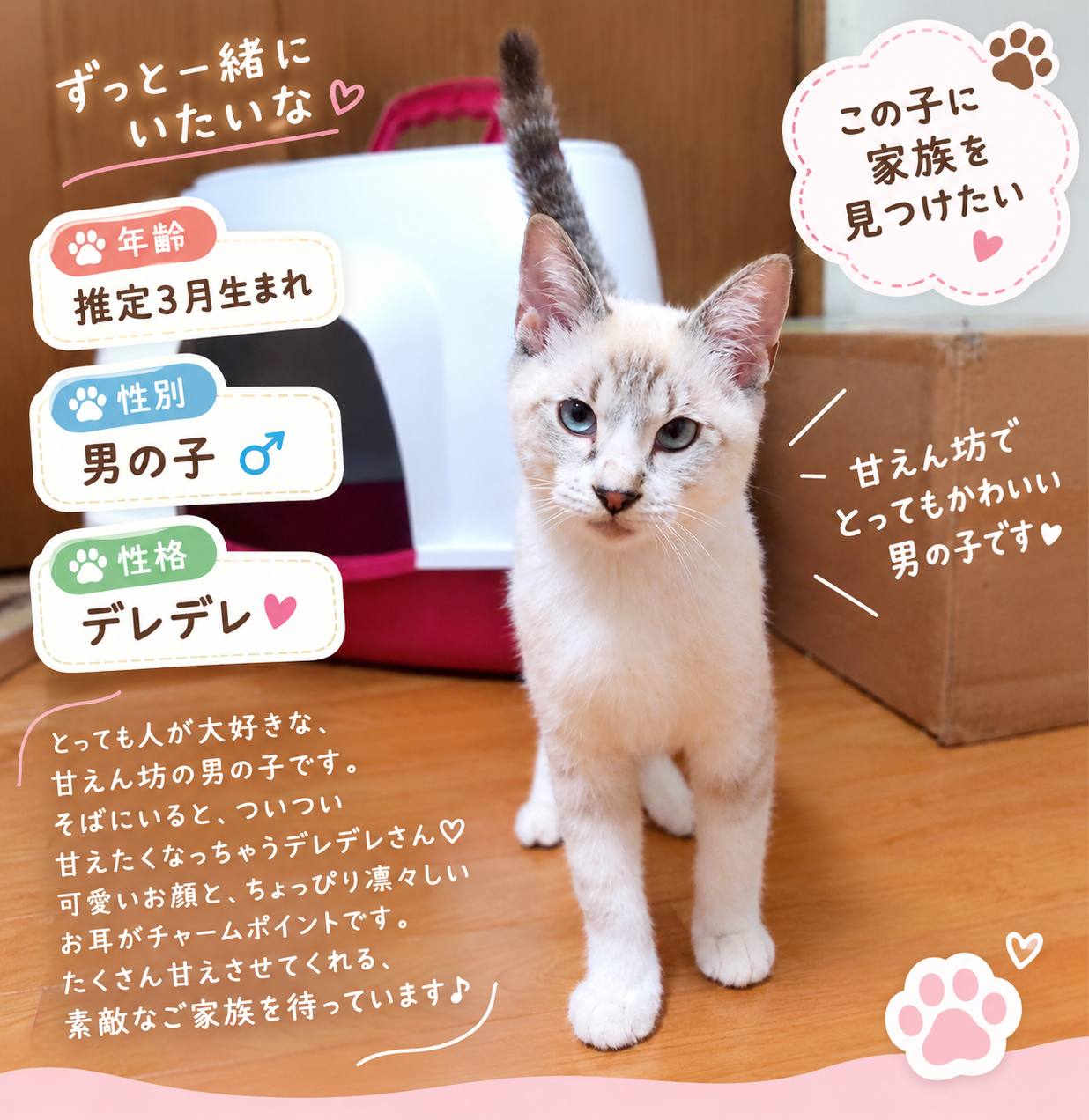 ～シャム系柄のち...