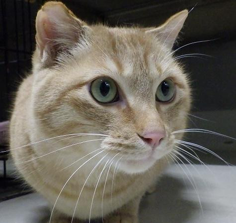 まん丸お目々の茶...