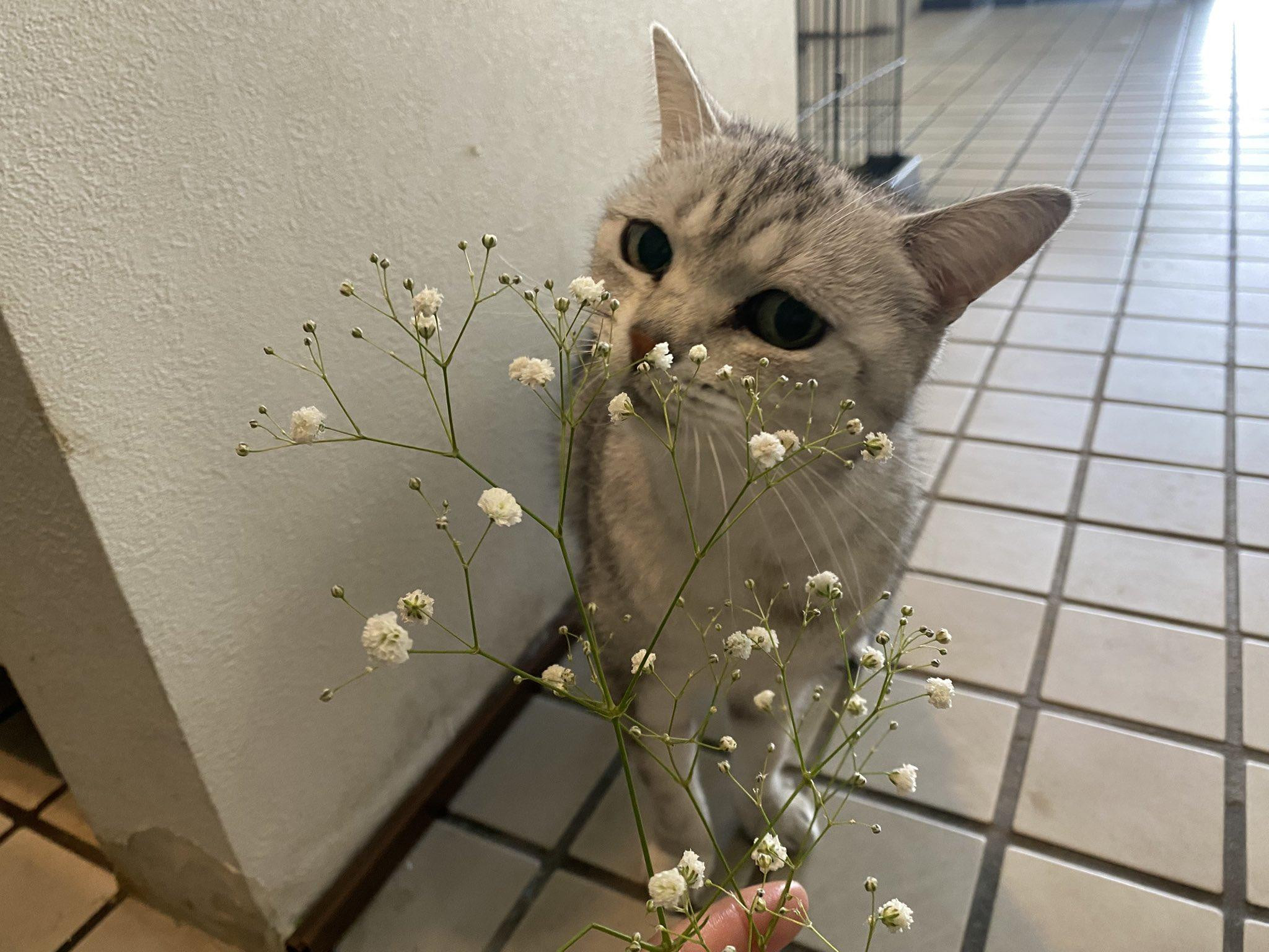 11歳アメショー...