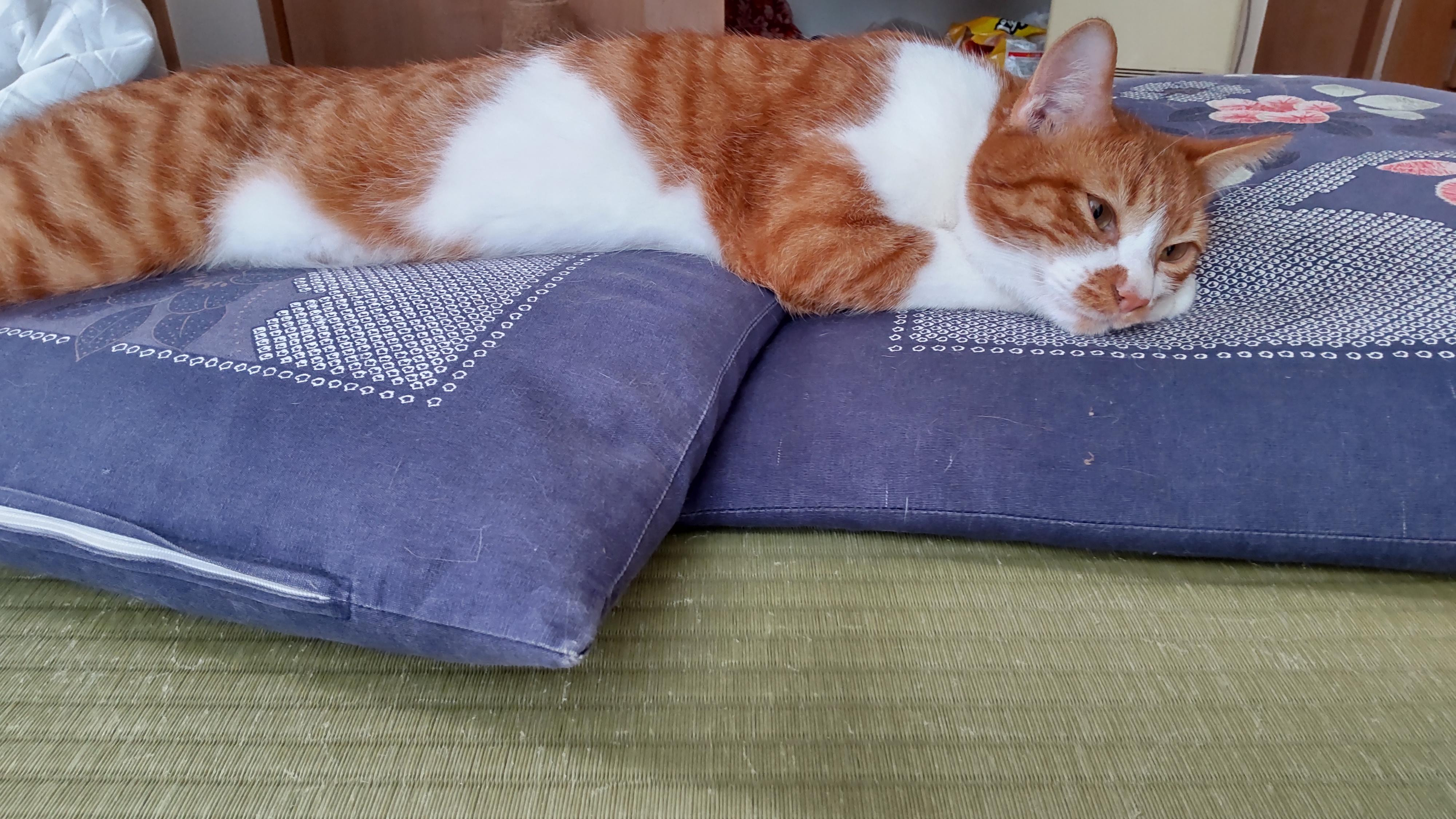 動物画像3