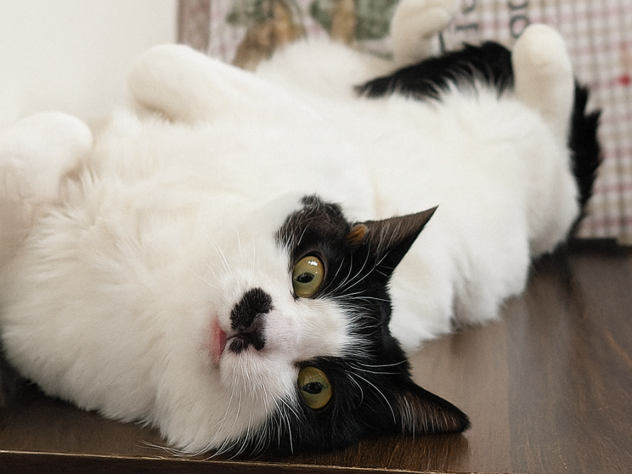 触られることに慣...