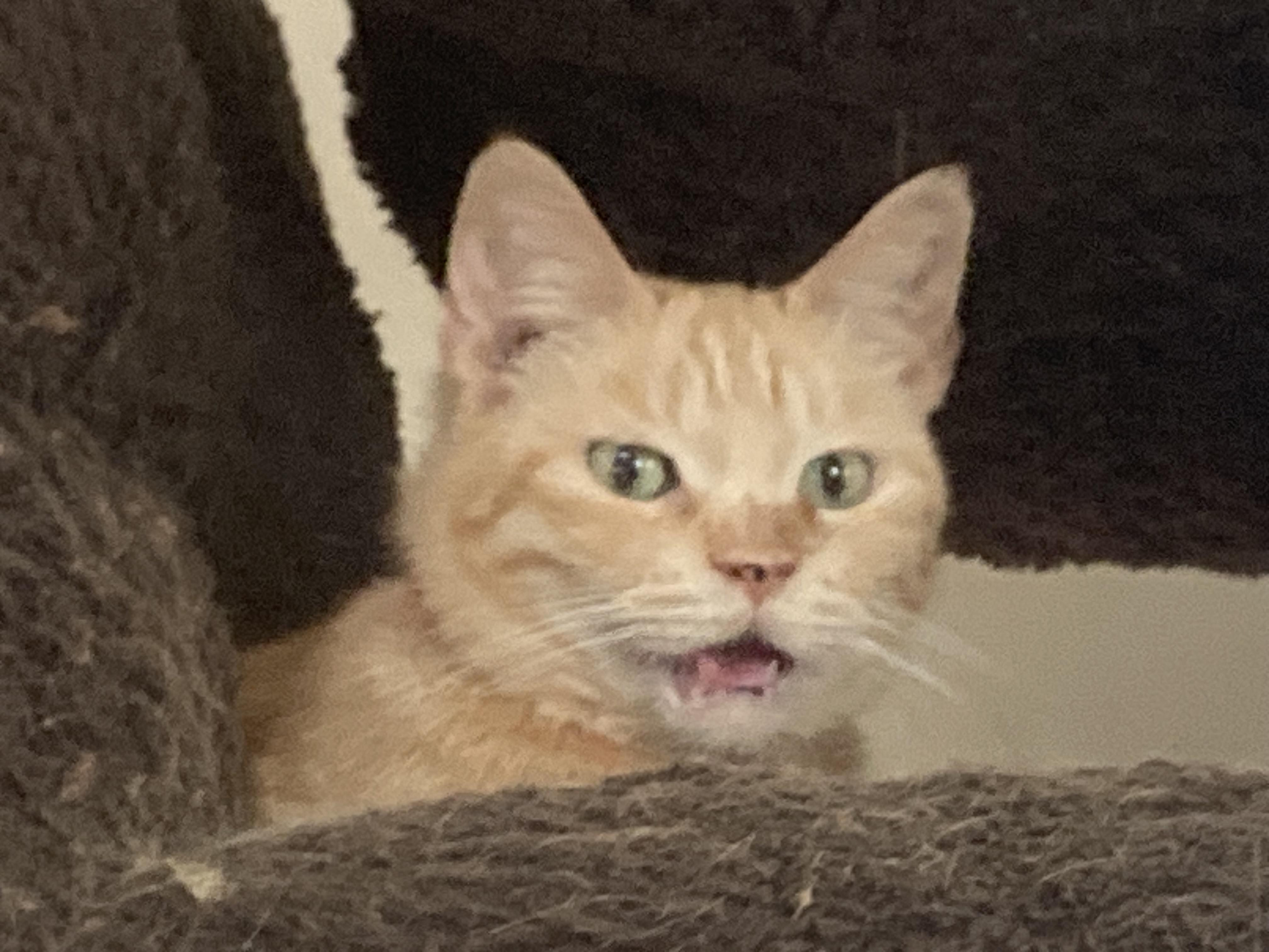 動物画像2