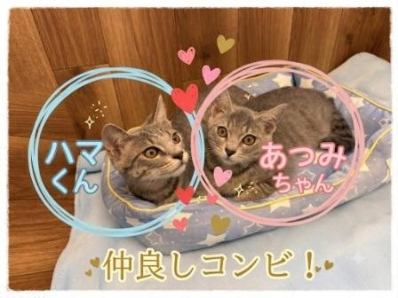 動物画像3
