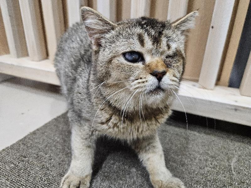 動物画像2