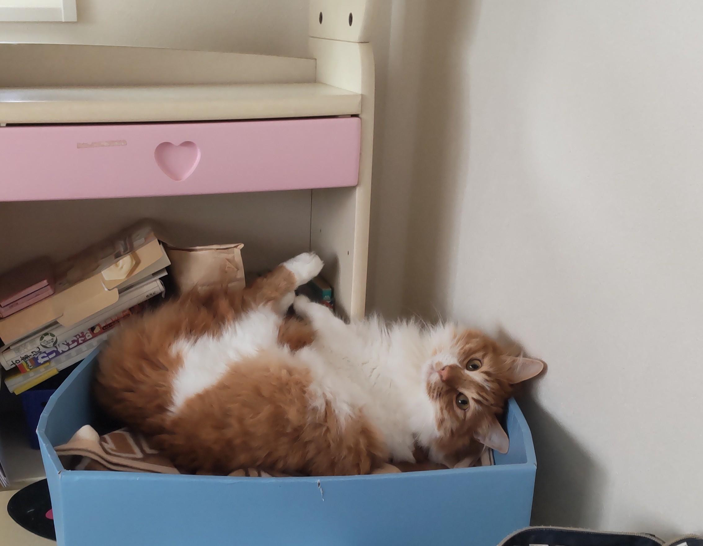 動物画像2