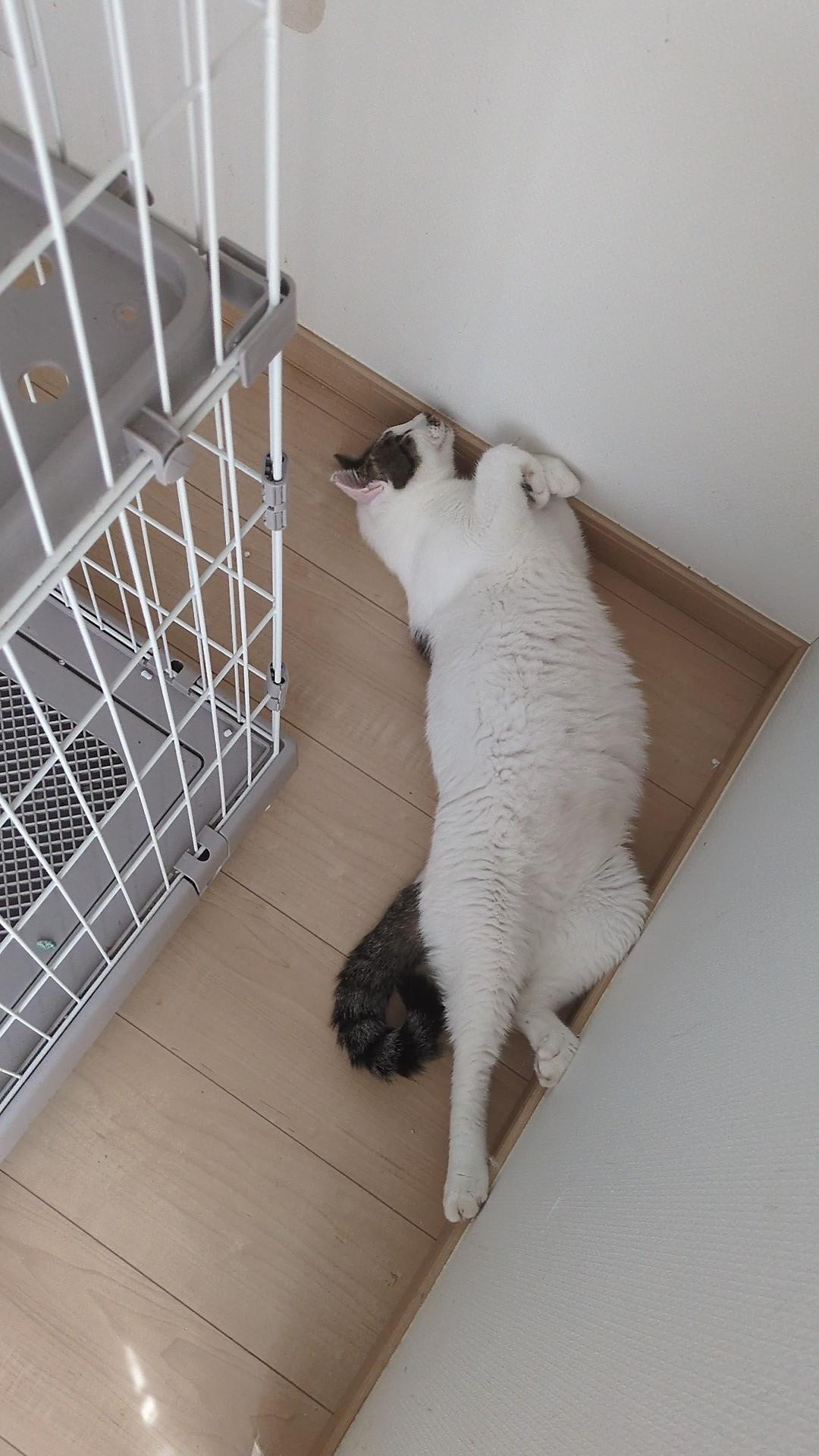 動物画像3