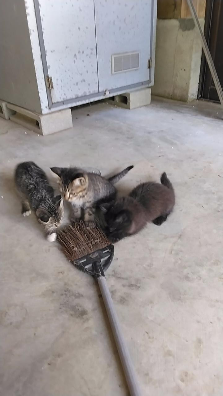 動物画像3