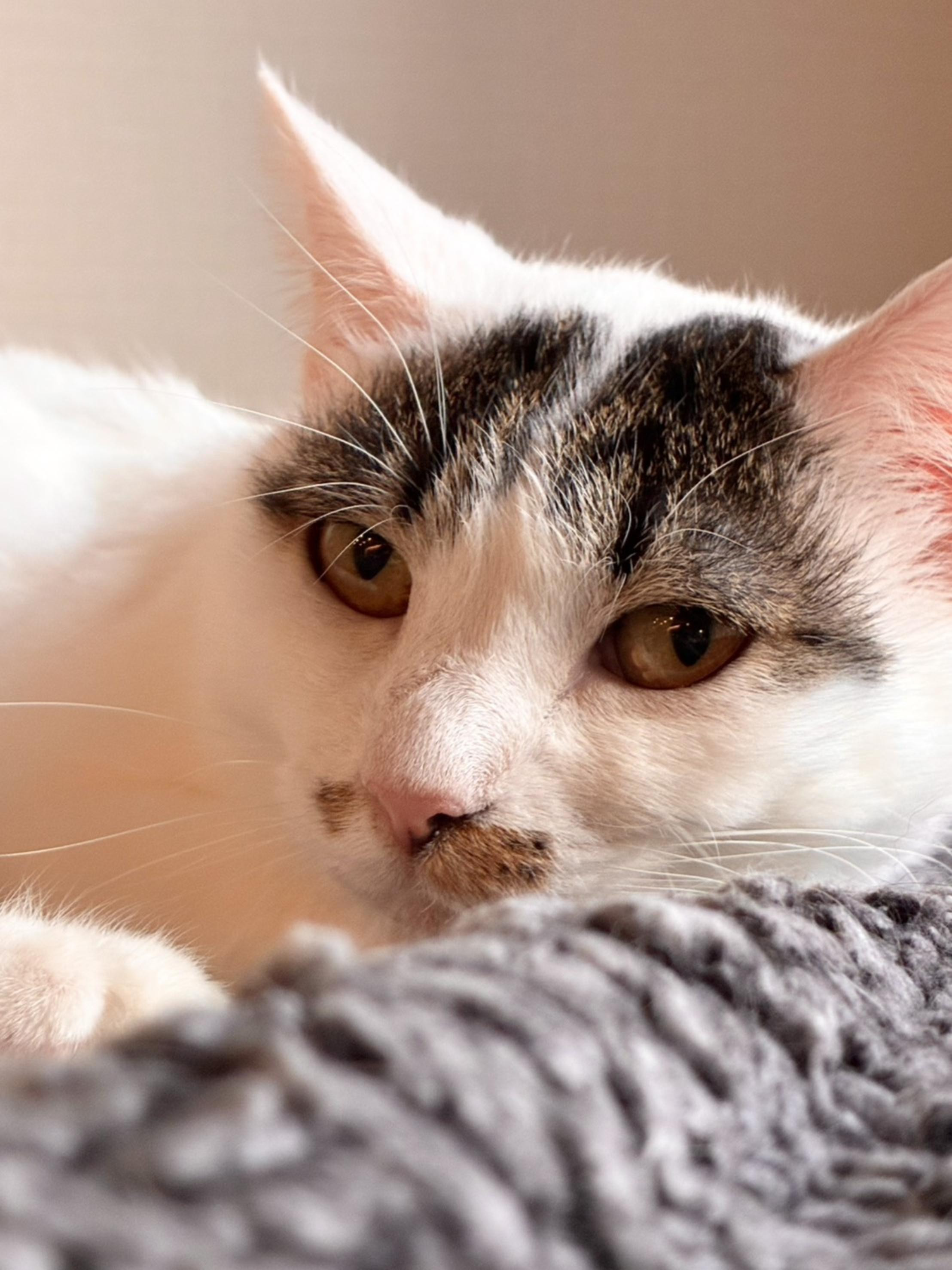 儚い雰囲気を醸し...