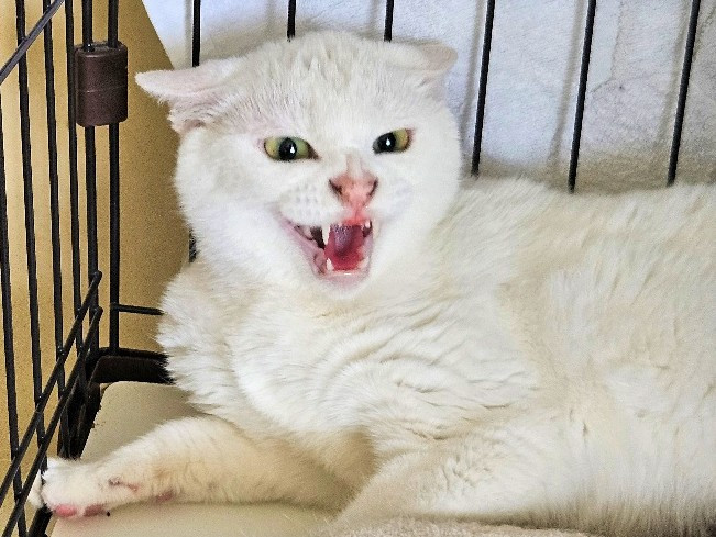 動物画像2