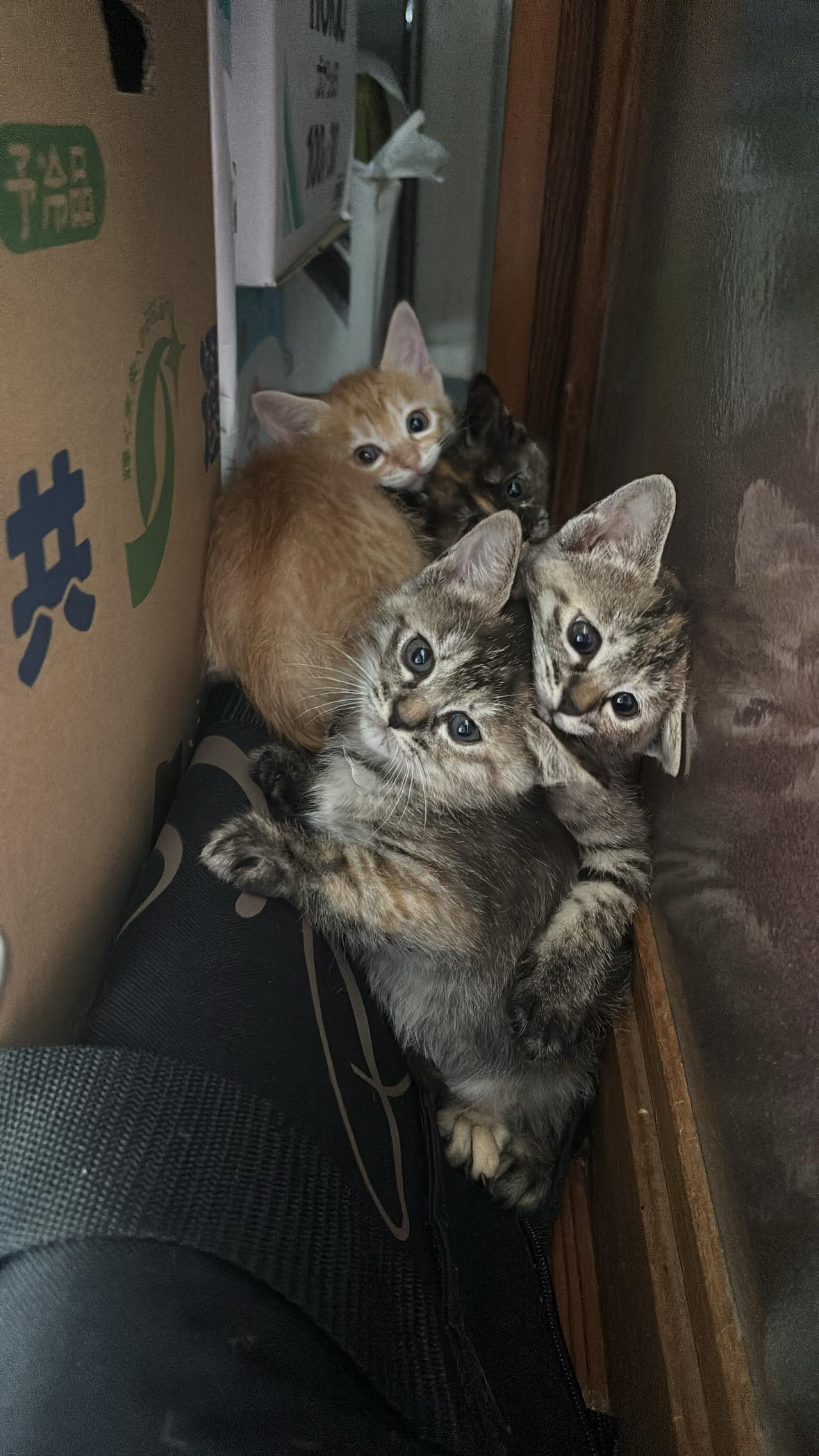 動物画像2