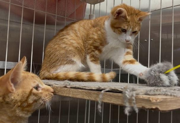 動物画像2