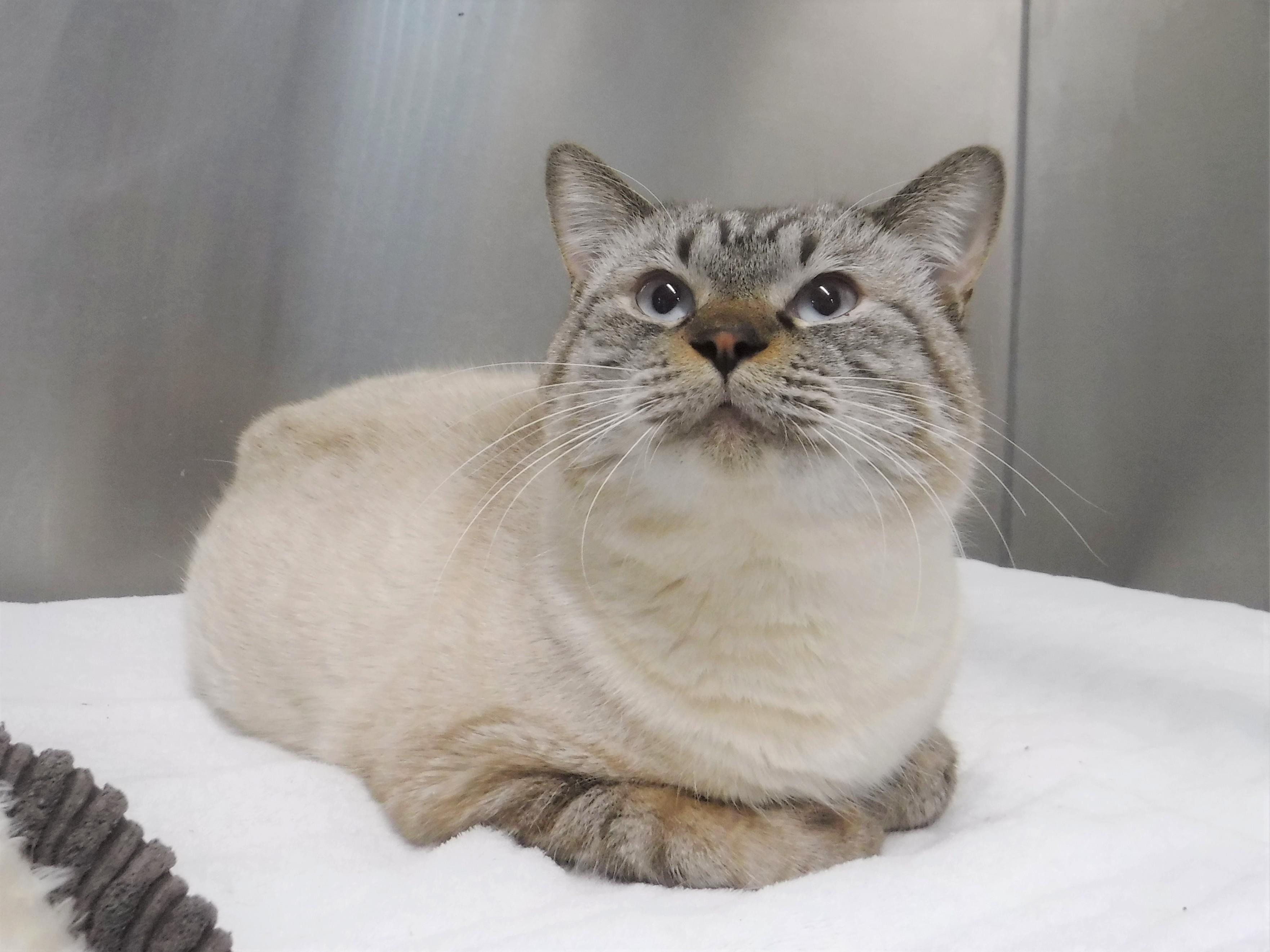 控えめでビビりの...