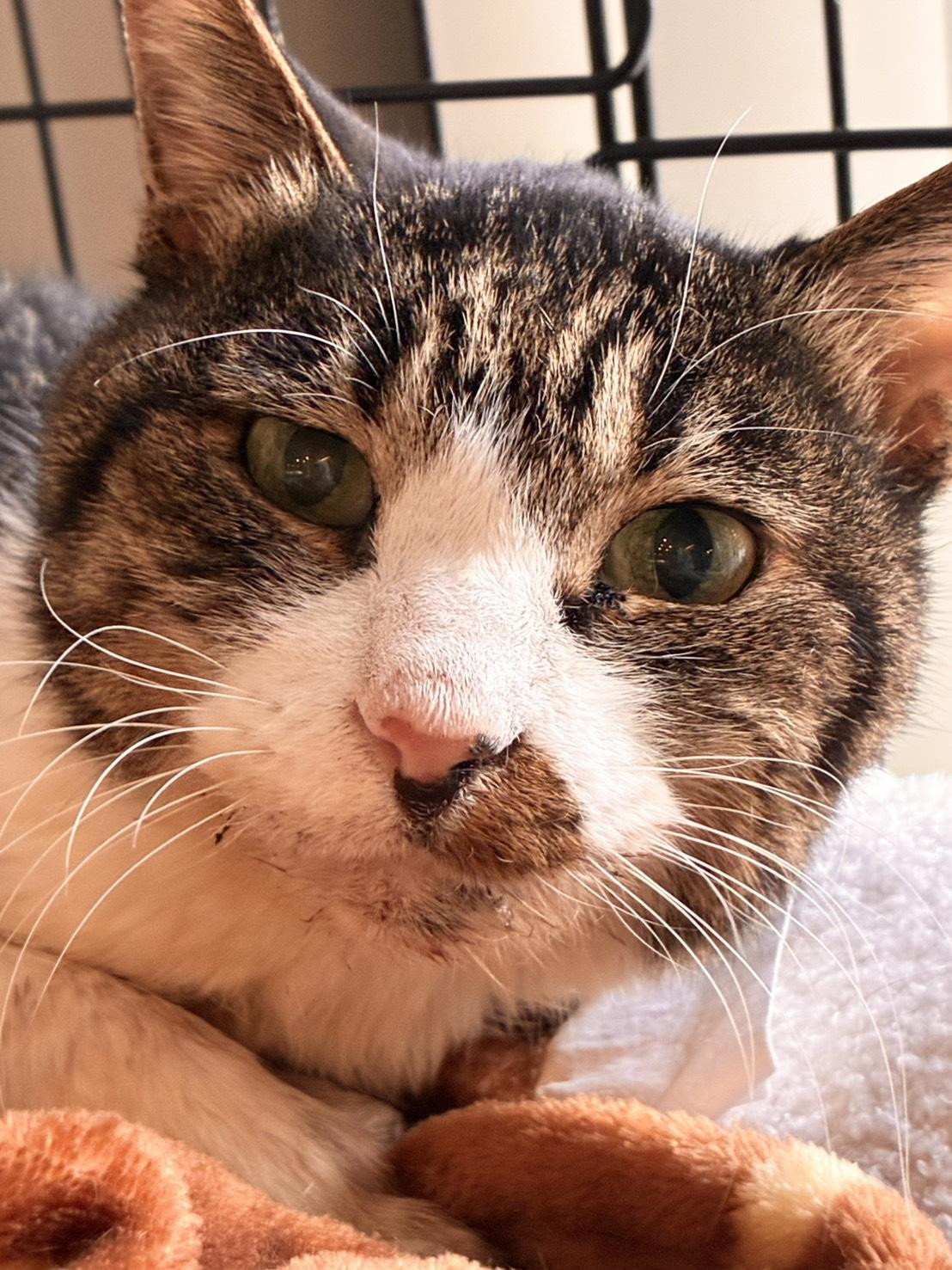 穏やかで甘えん坊...