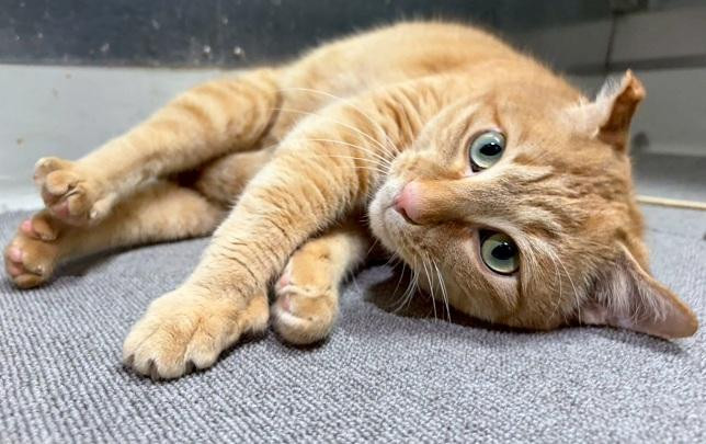 動物画像1