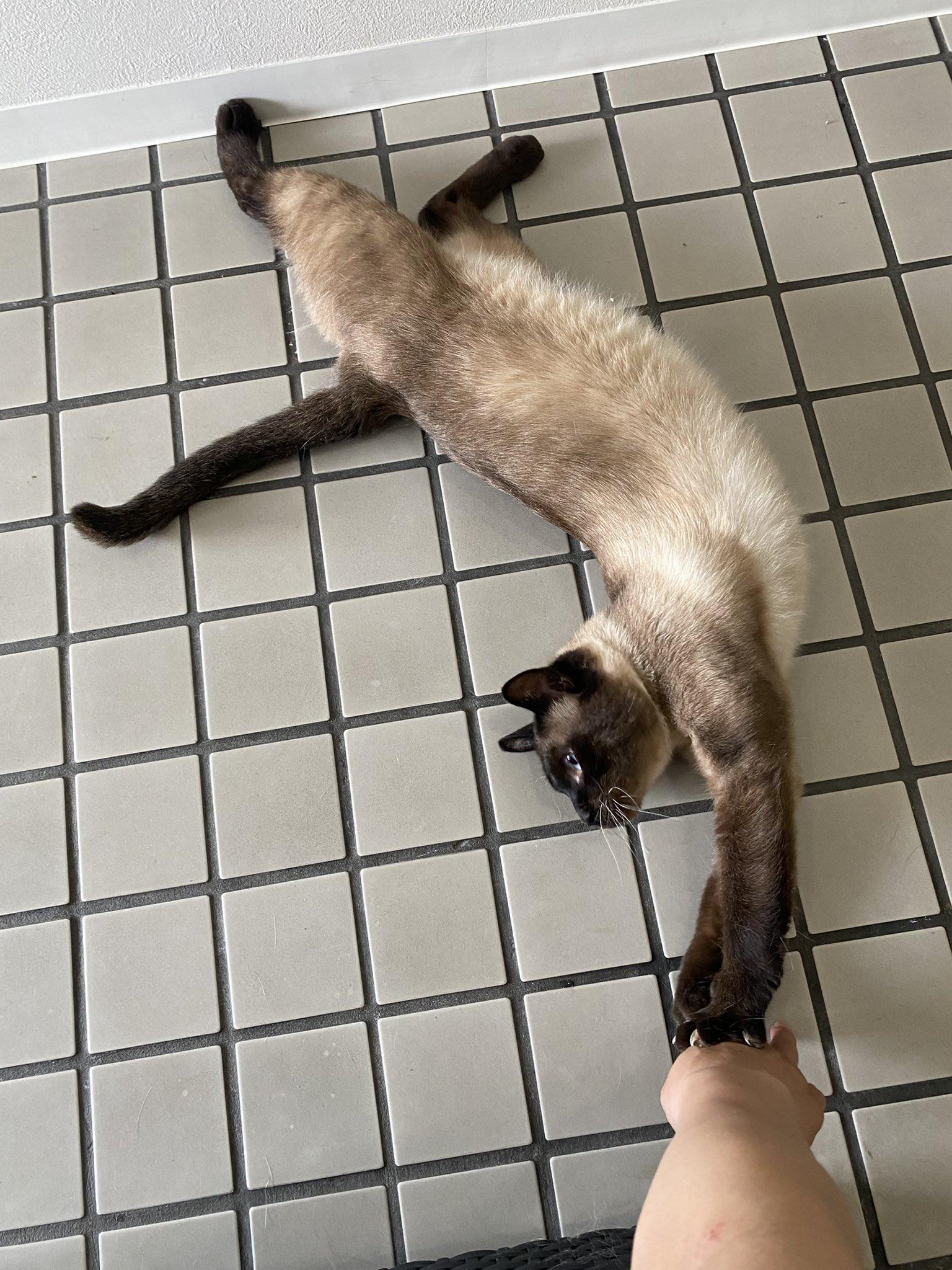 動物画像2