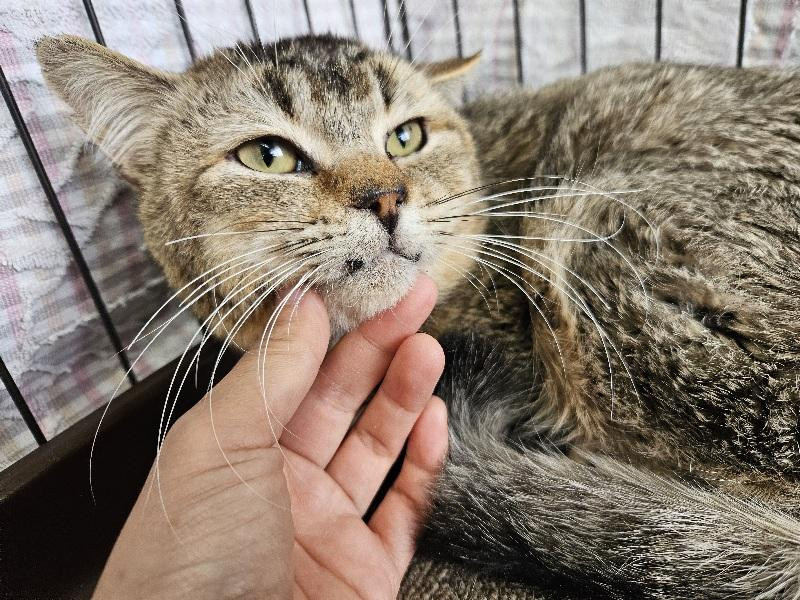 【動物愛護センタ...