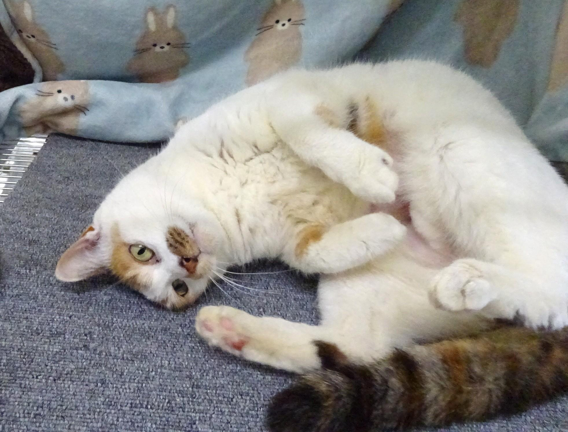 【動物愛護センタ...