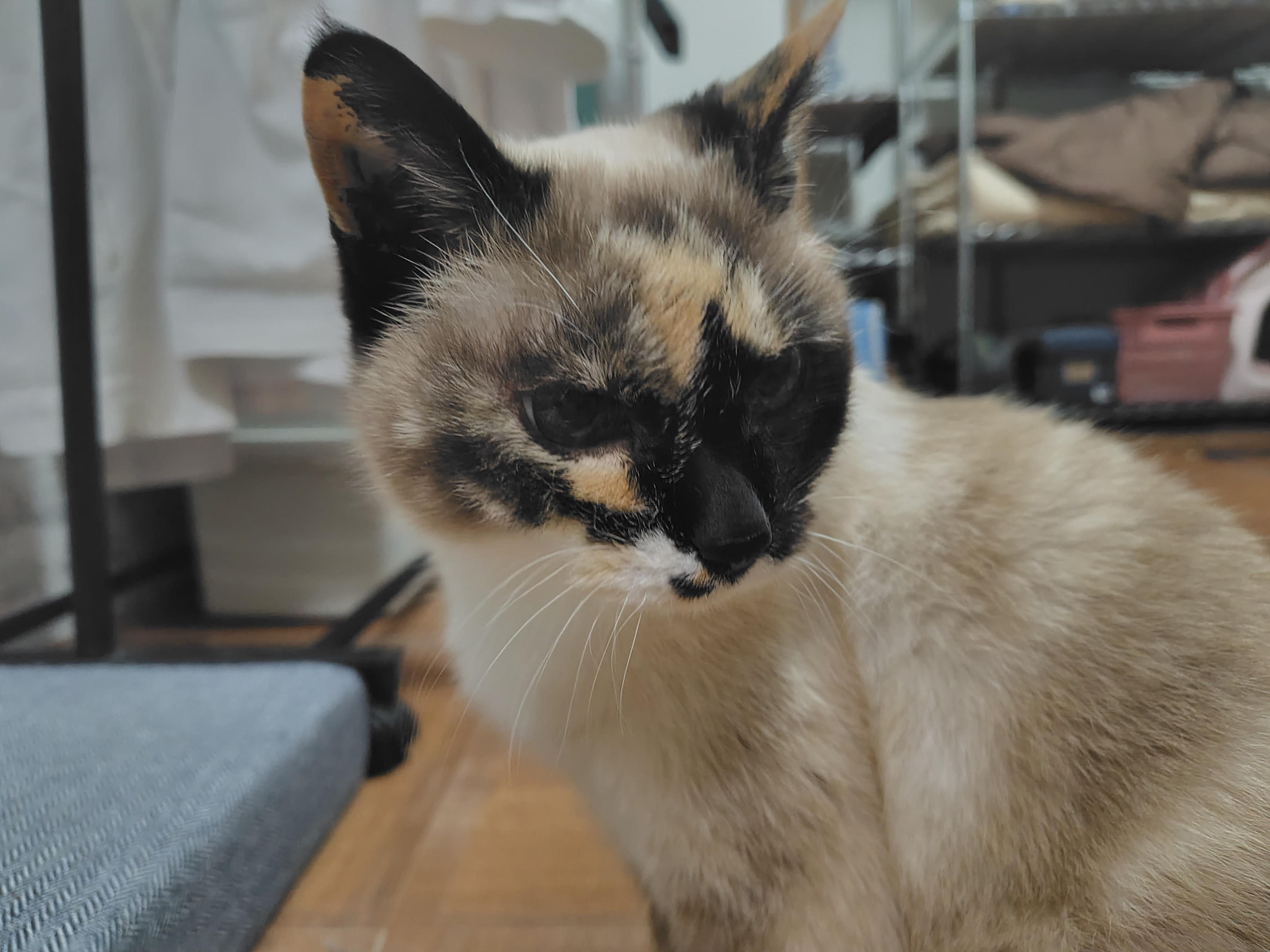 動物画像2