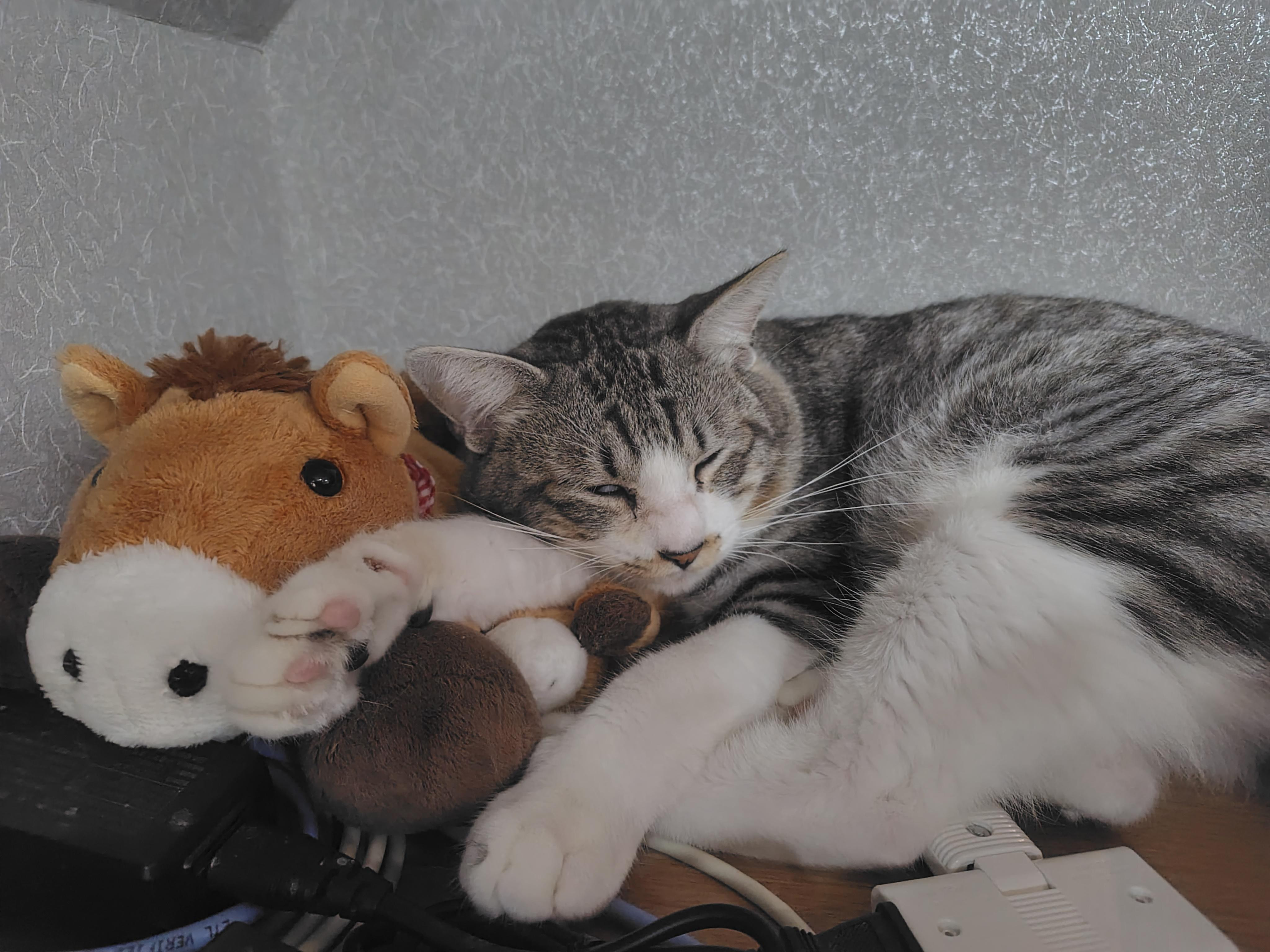 動物画像2