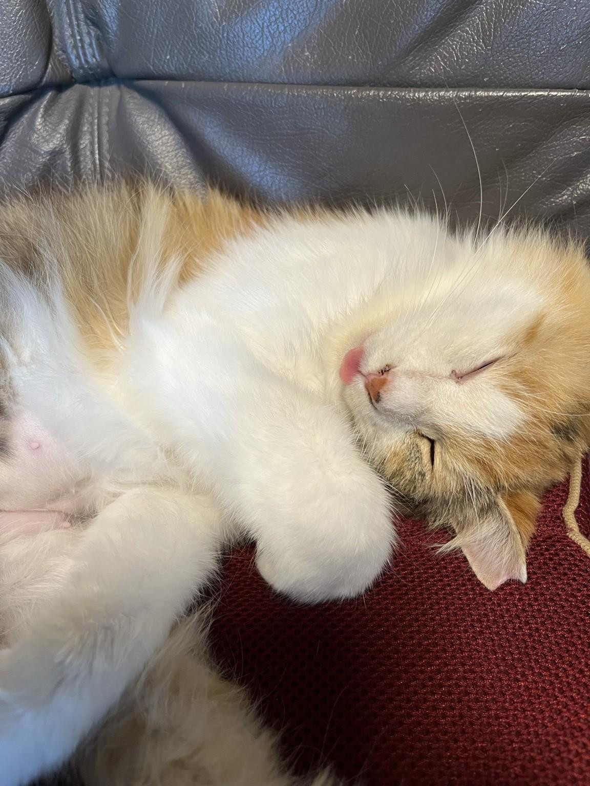 動物画像2
