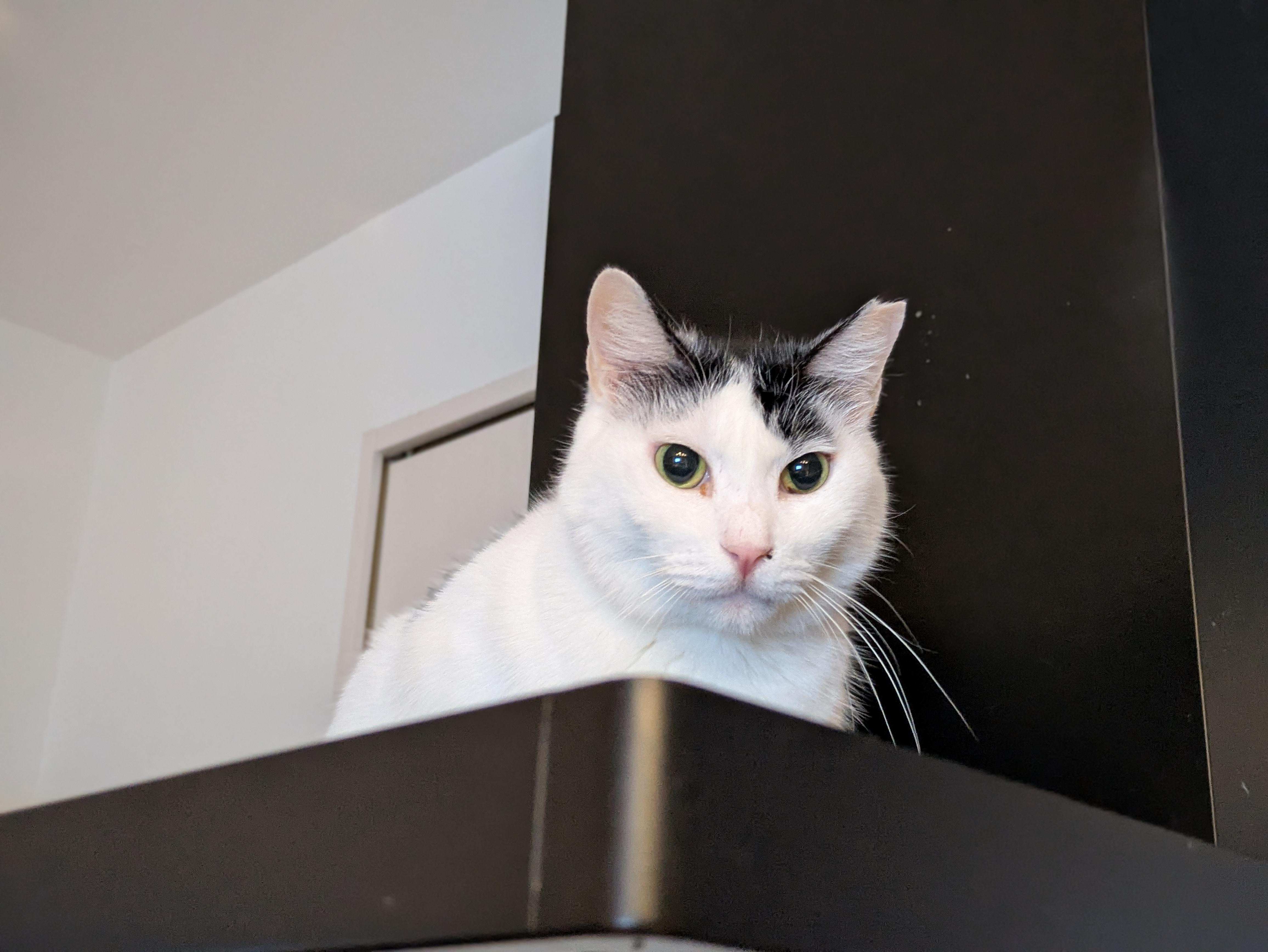 おめめがまんまる...