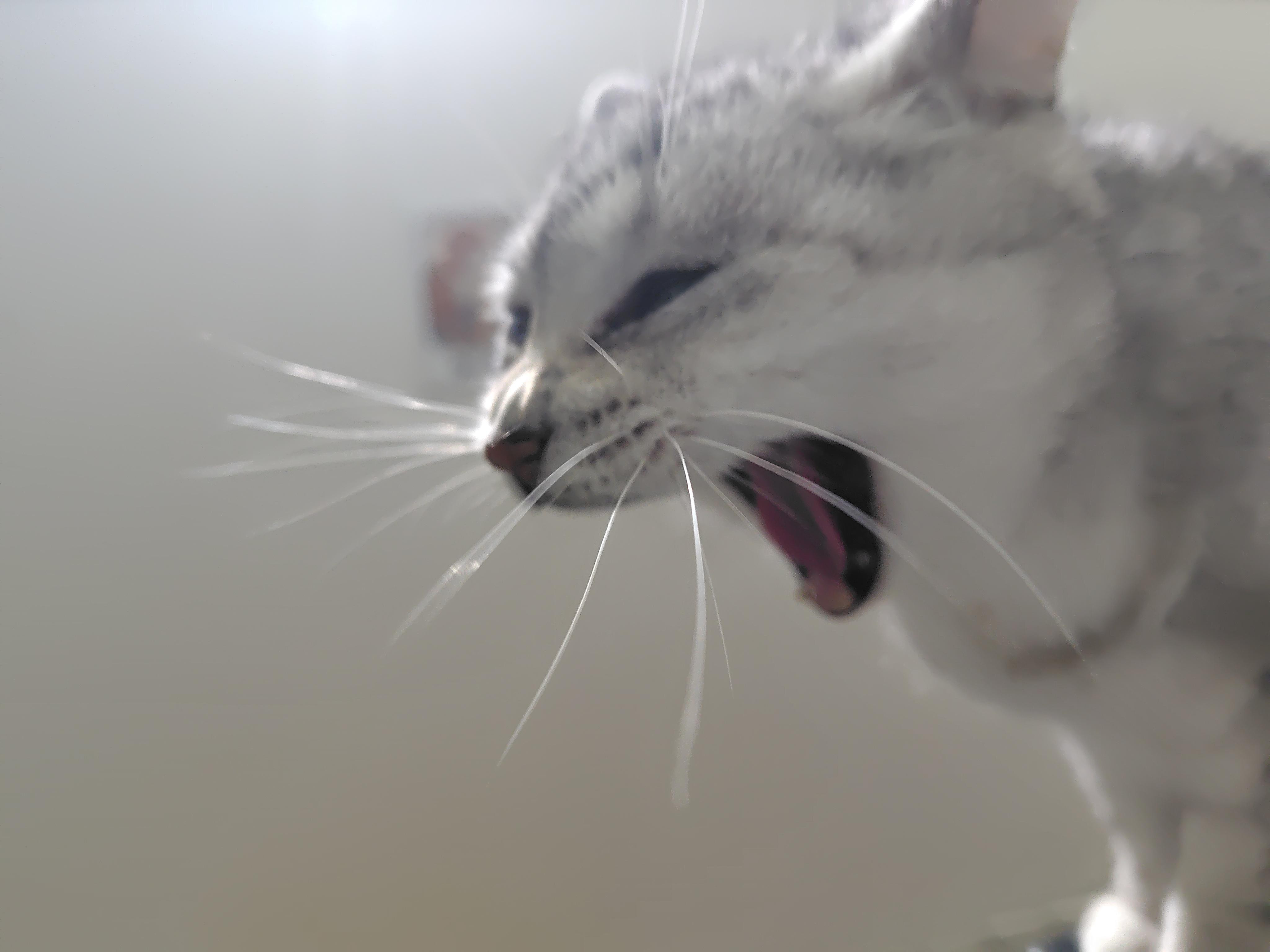 動物画像2