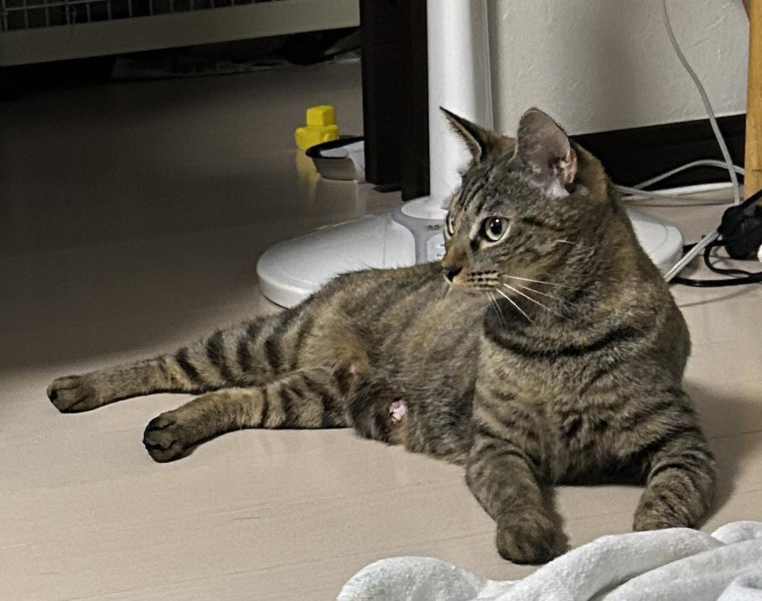 動物画像2