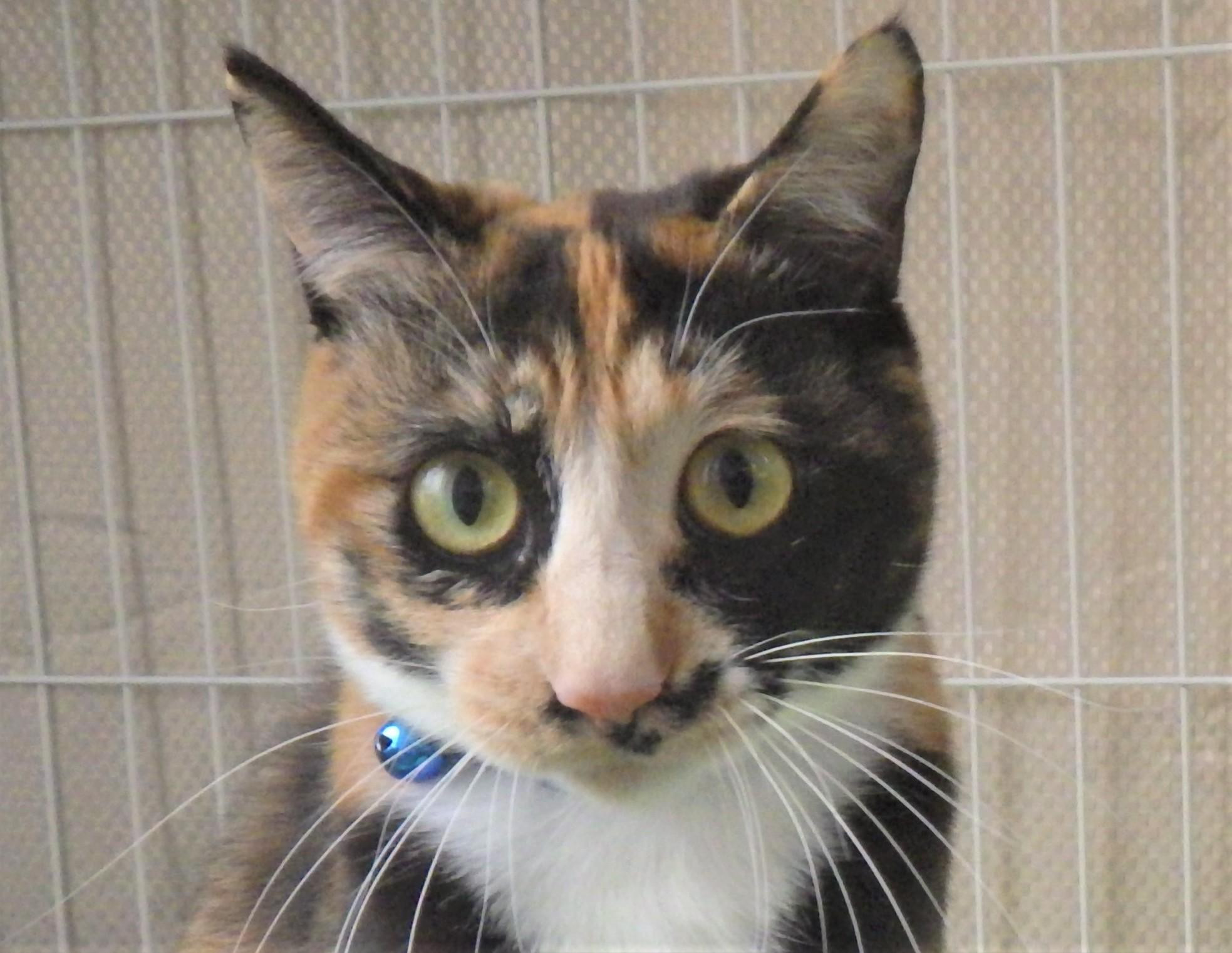 【石巻保健所】...