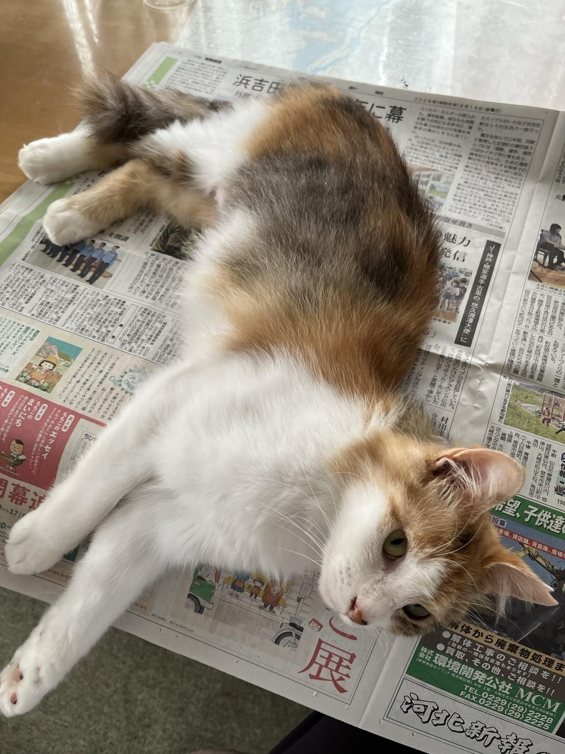 動物画像3