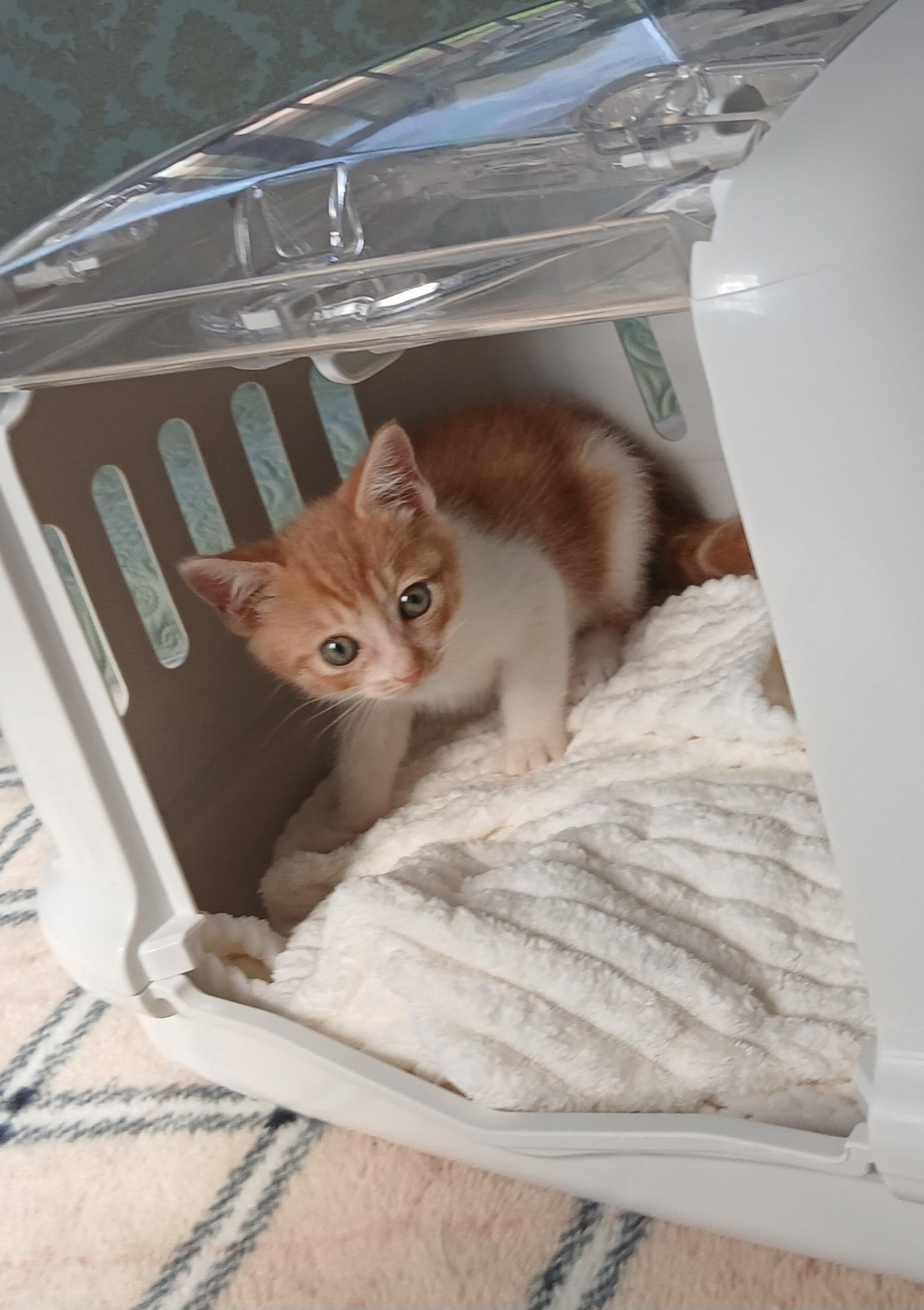 動物画像2