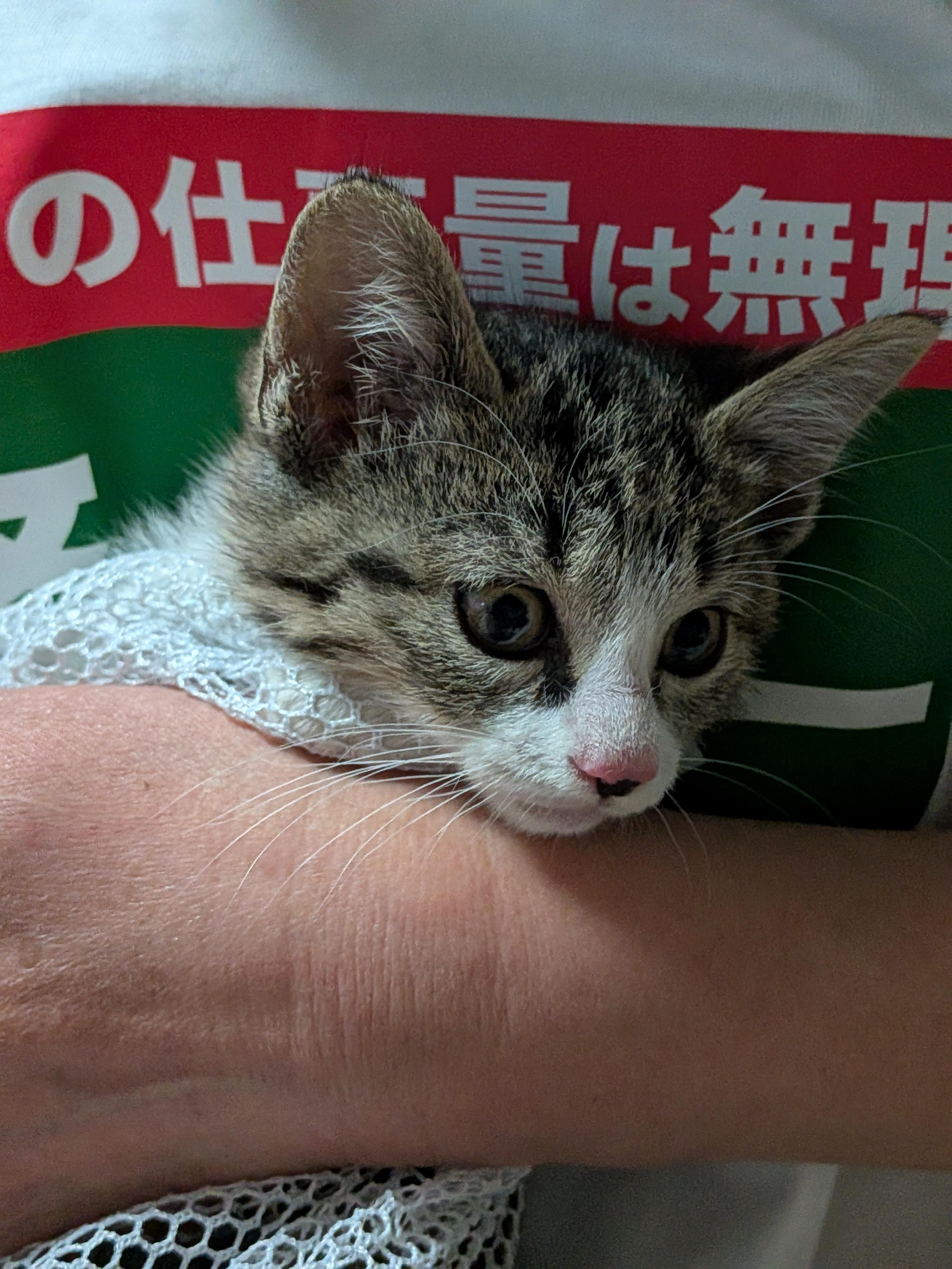 動物画像3