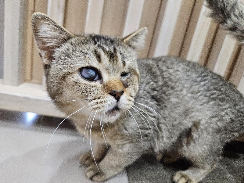 【動物愛護センタ...