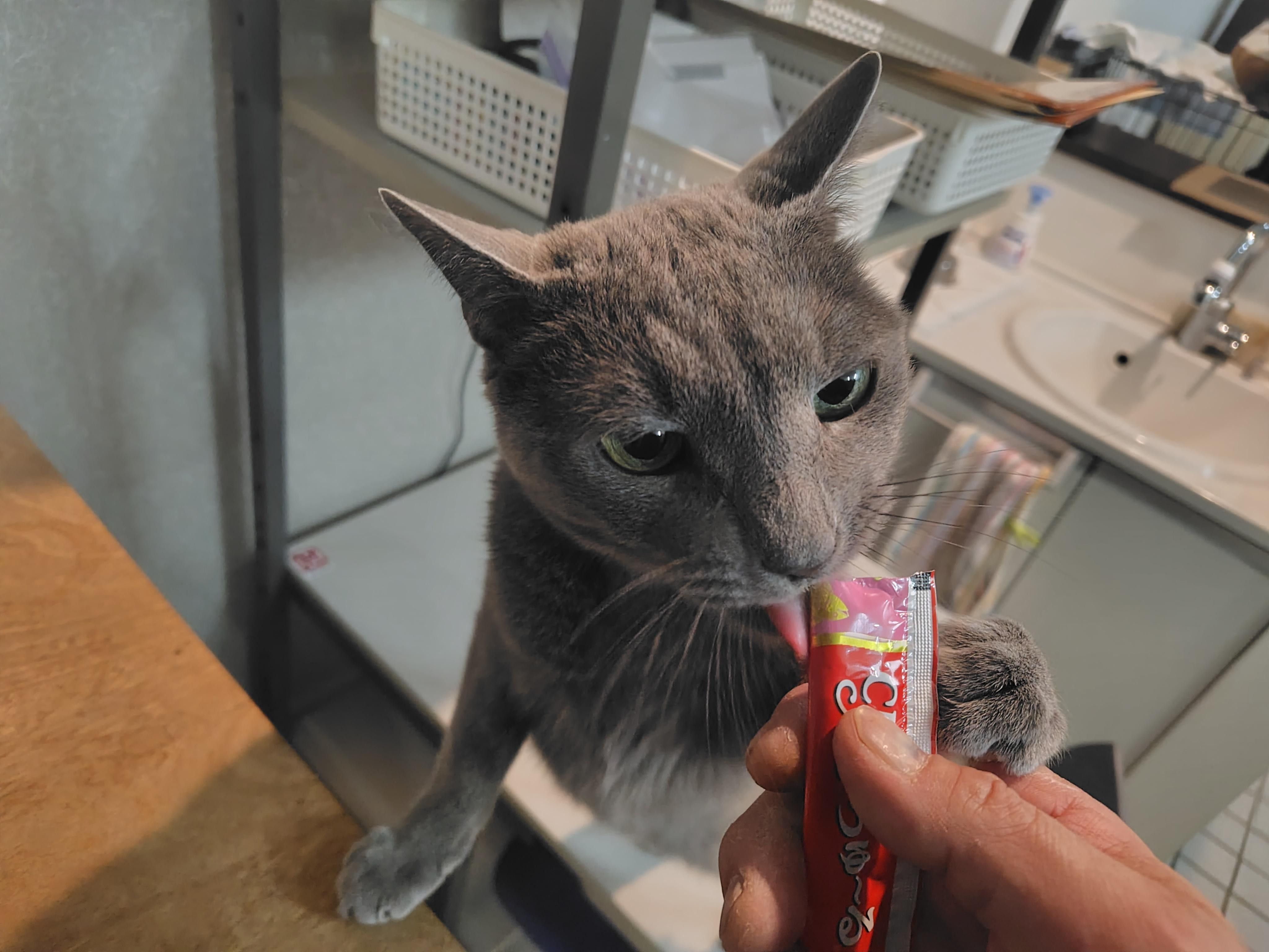 動物画像2