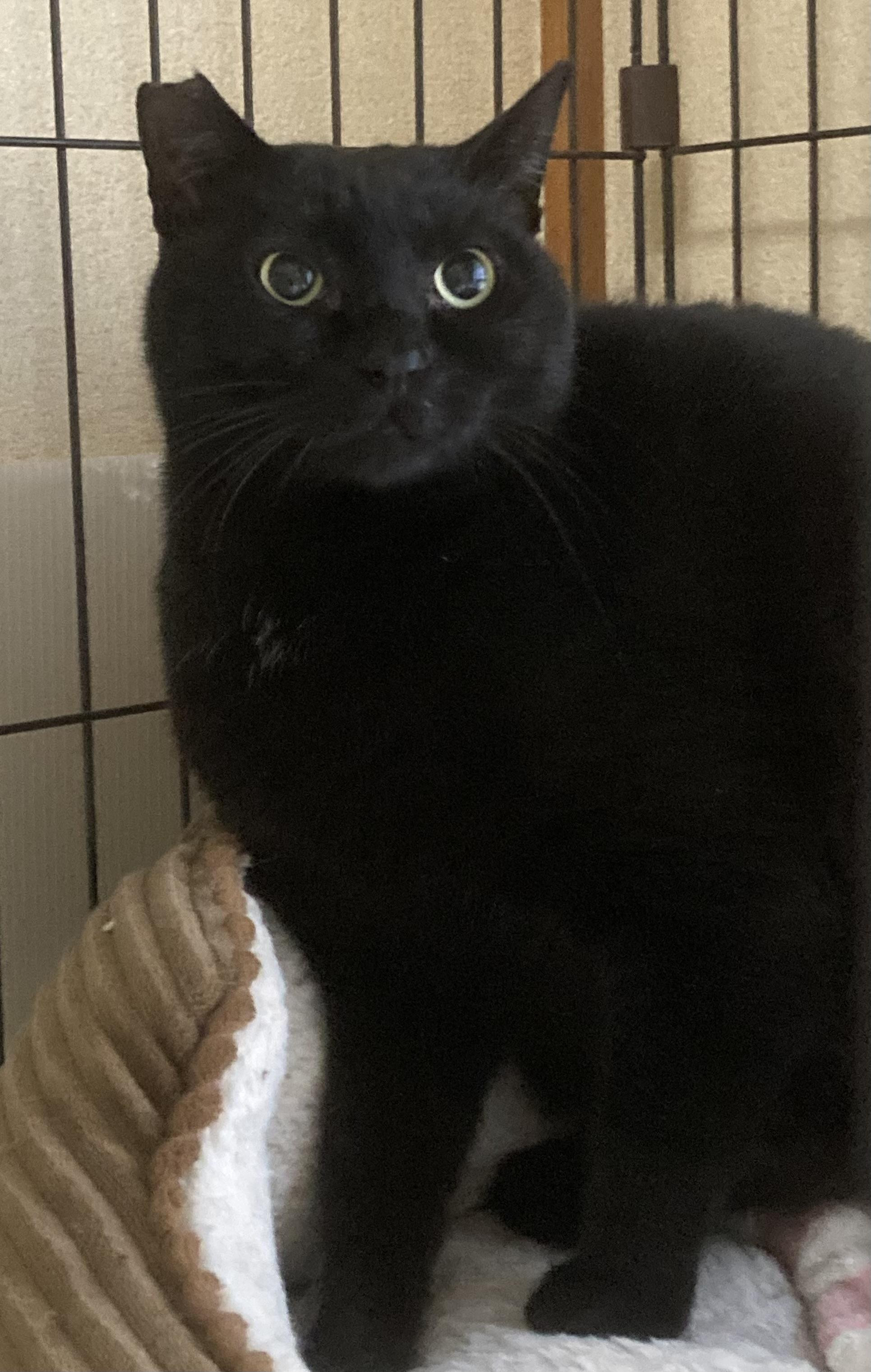 エリザベスくん（...