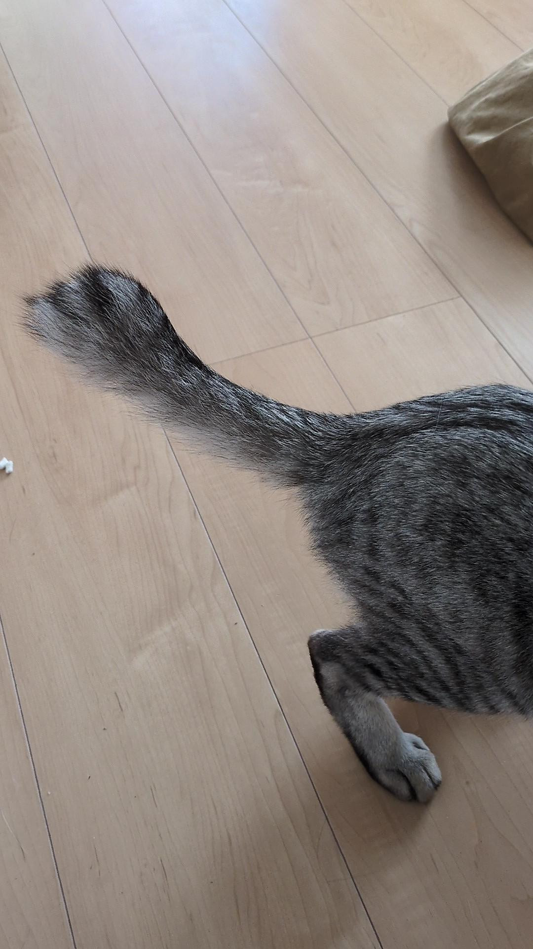 動物画像2