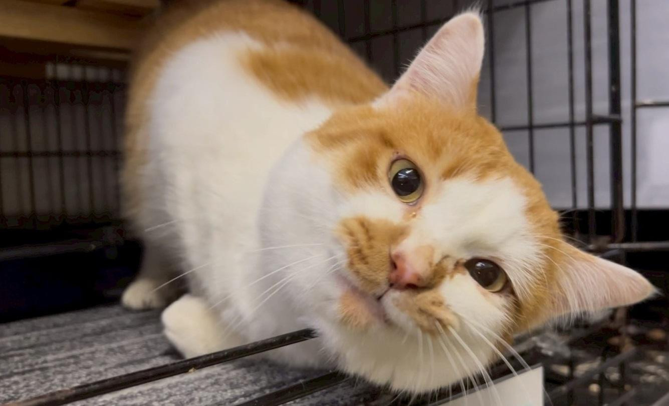 まん丸お顔のおっ...