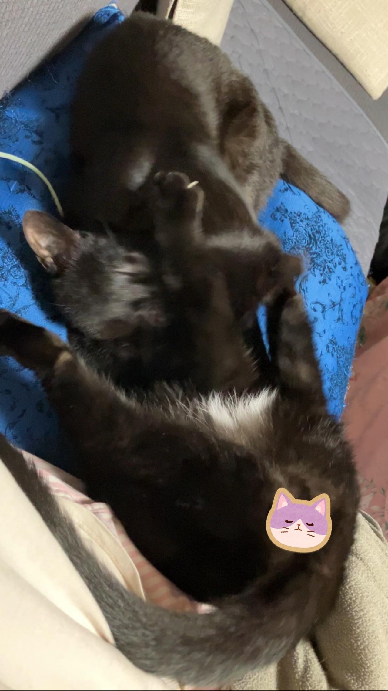 動物画像3