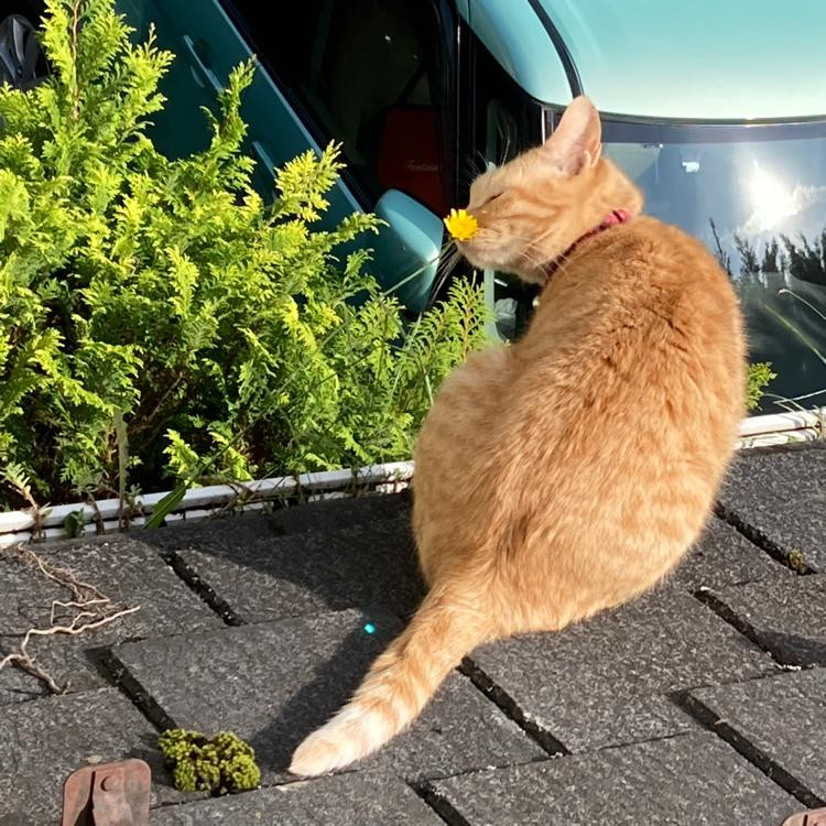 動物画像3