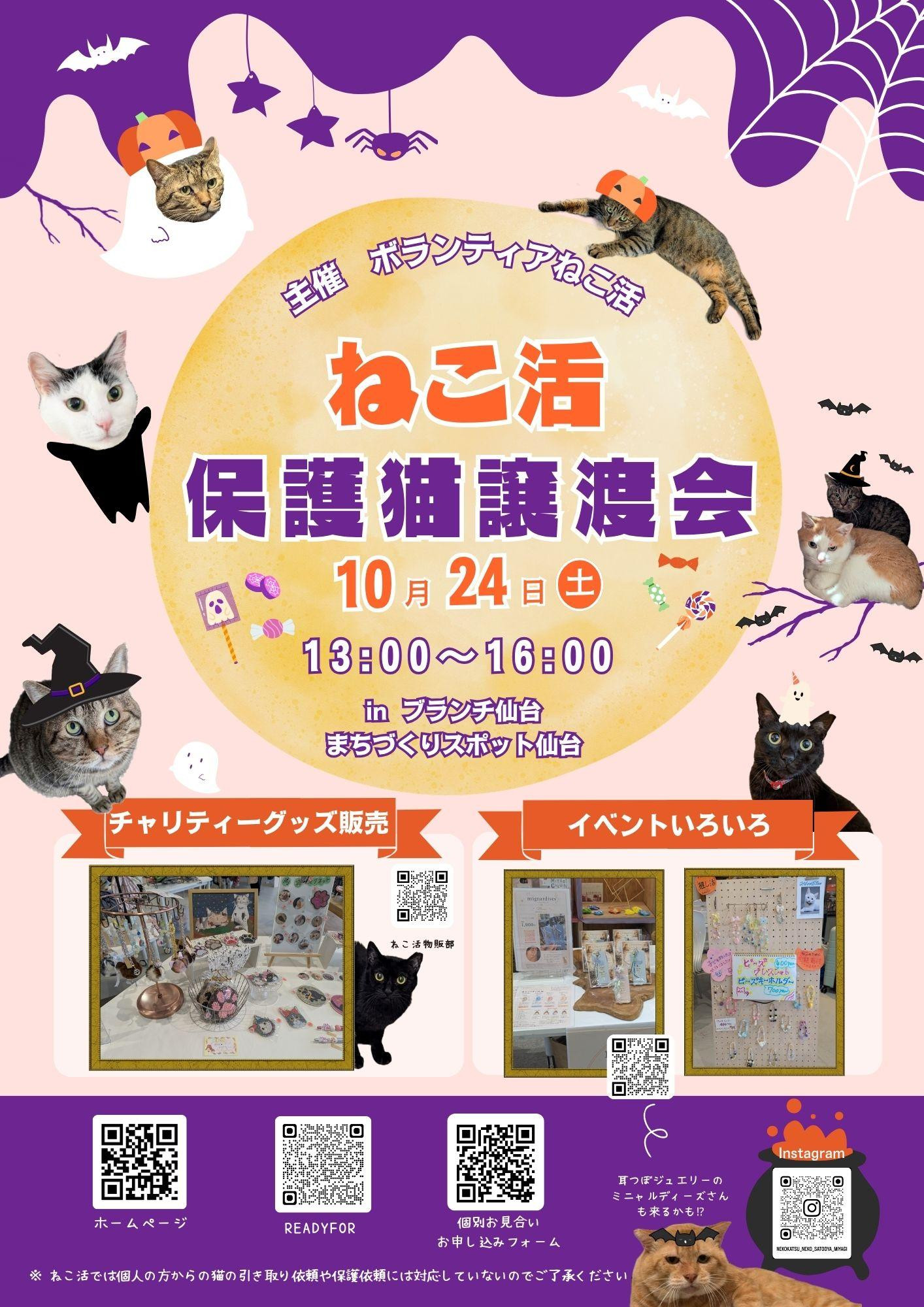 ねこ活・保護猫譲渡会